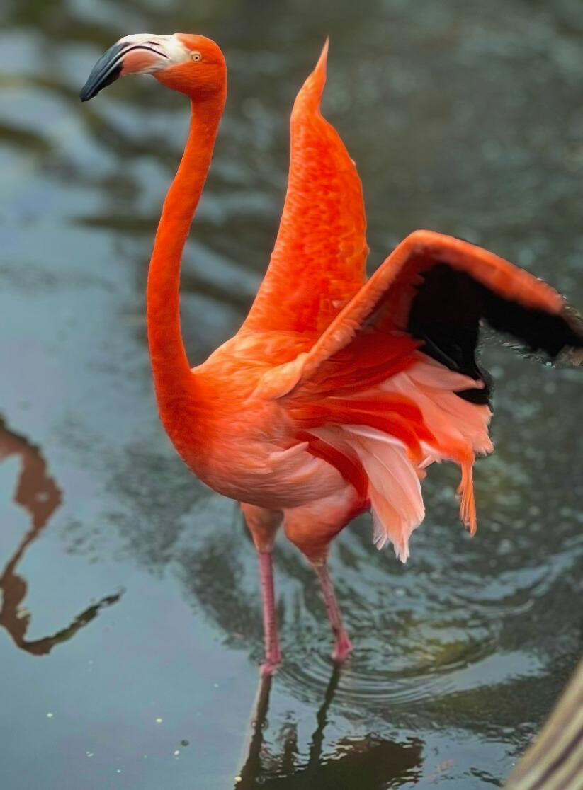 South Beach, American Flamingo