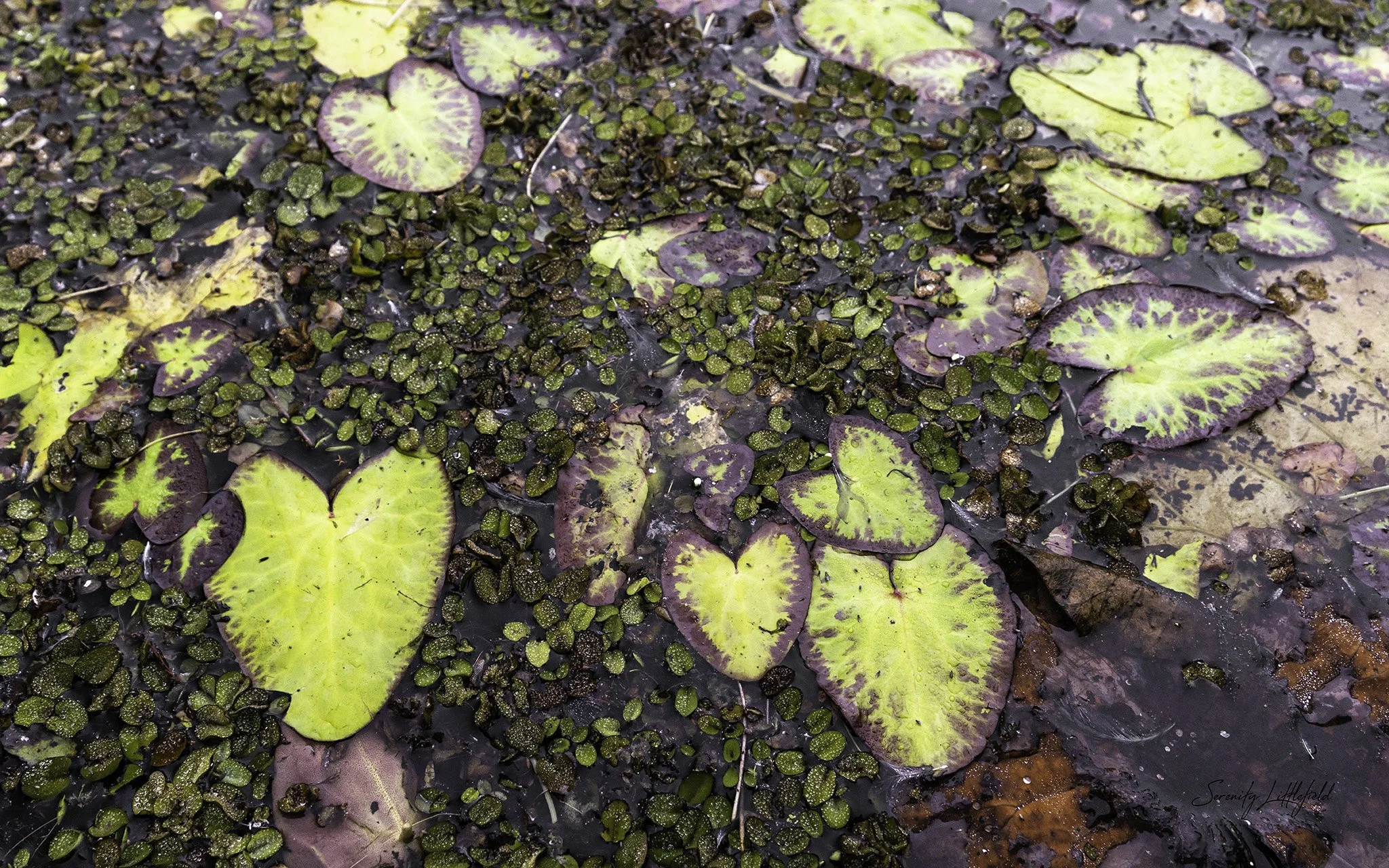 Caddo_Lake_2023_SLL_-06953-Edit.jpg