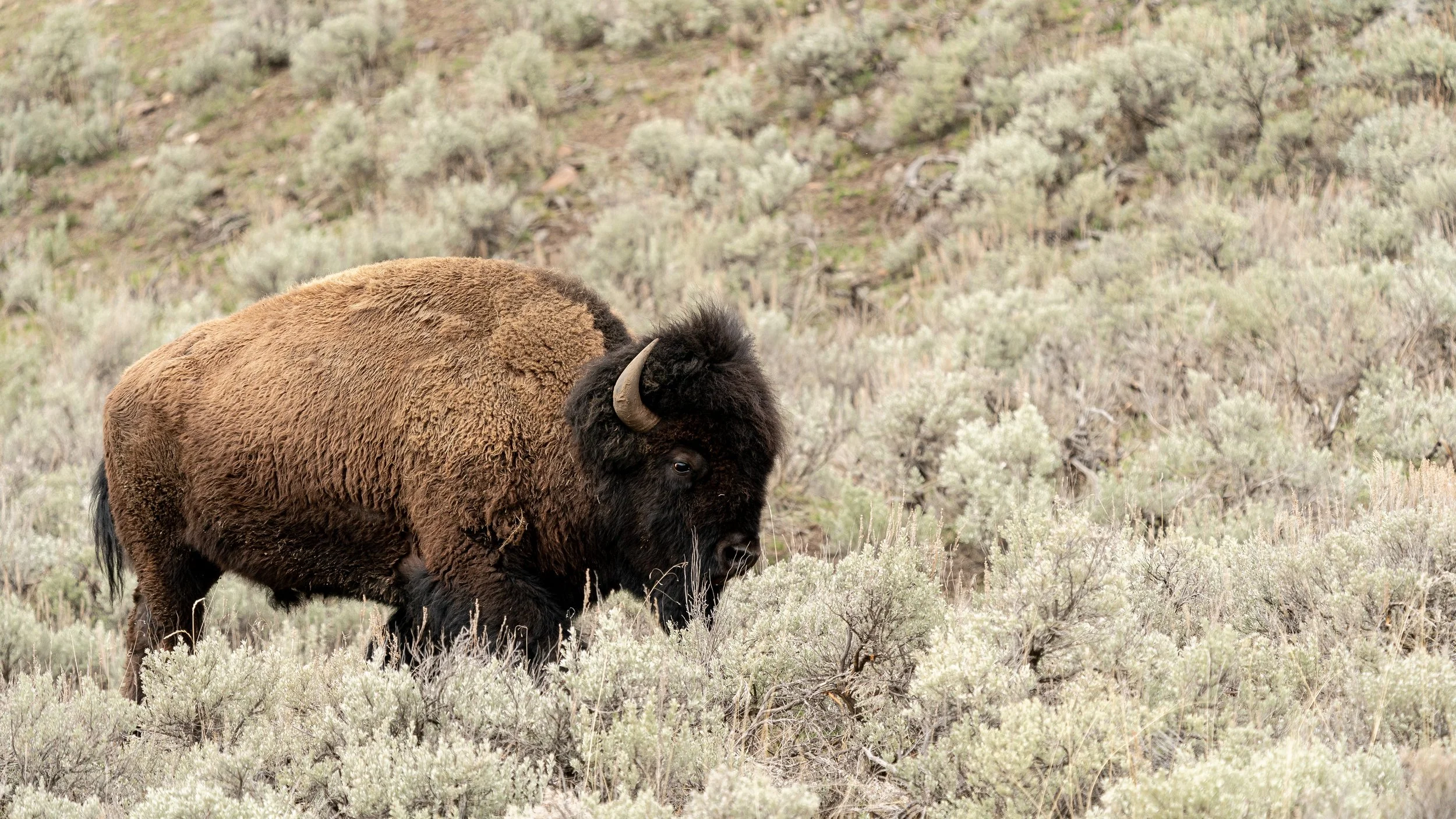 YellowstoneNP_2024_Sony_a9_SLL-01134-Edit.jpg