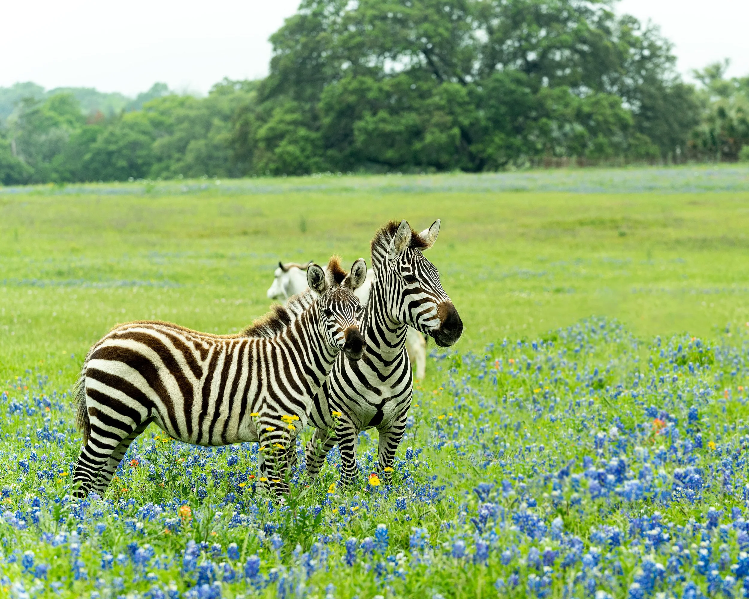 Texas_Wildflower_Zebras_Cows_SLL-05397-Edit.jpg