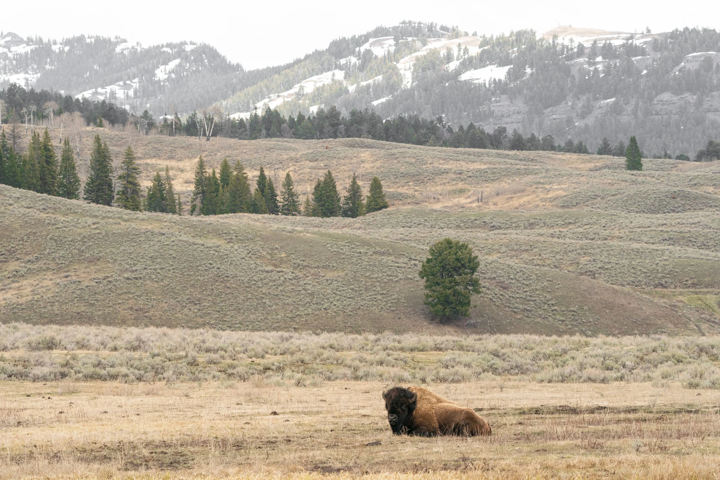 YellowstoneNP_2024_Sony_a9_SLL-01072-Edit copy.jpg