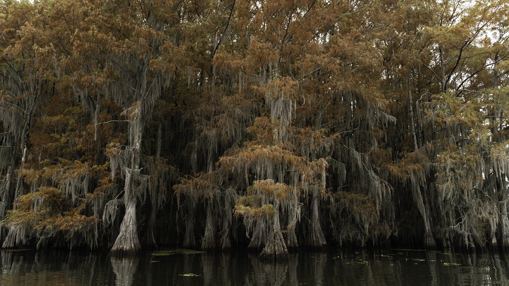 Caddo_Lake_2023_SLL-06958-Edit.jpg