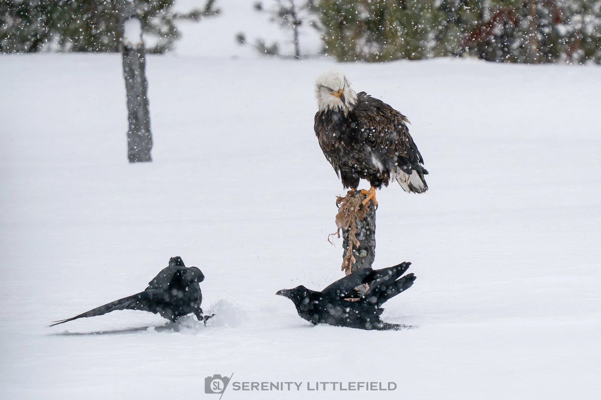 Eagle in Yellowstone National Park