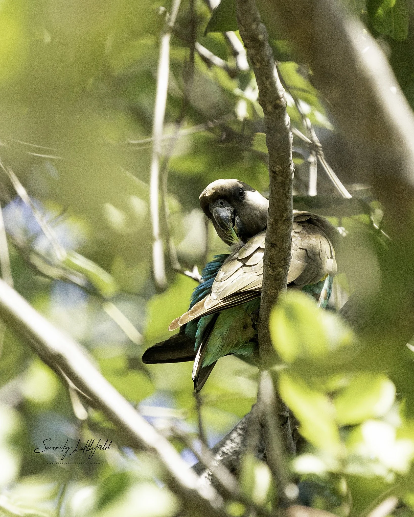 Africa_May_26_2022_SLL-01305-Edit.jpg