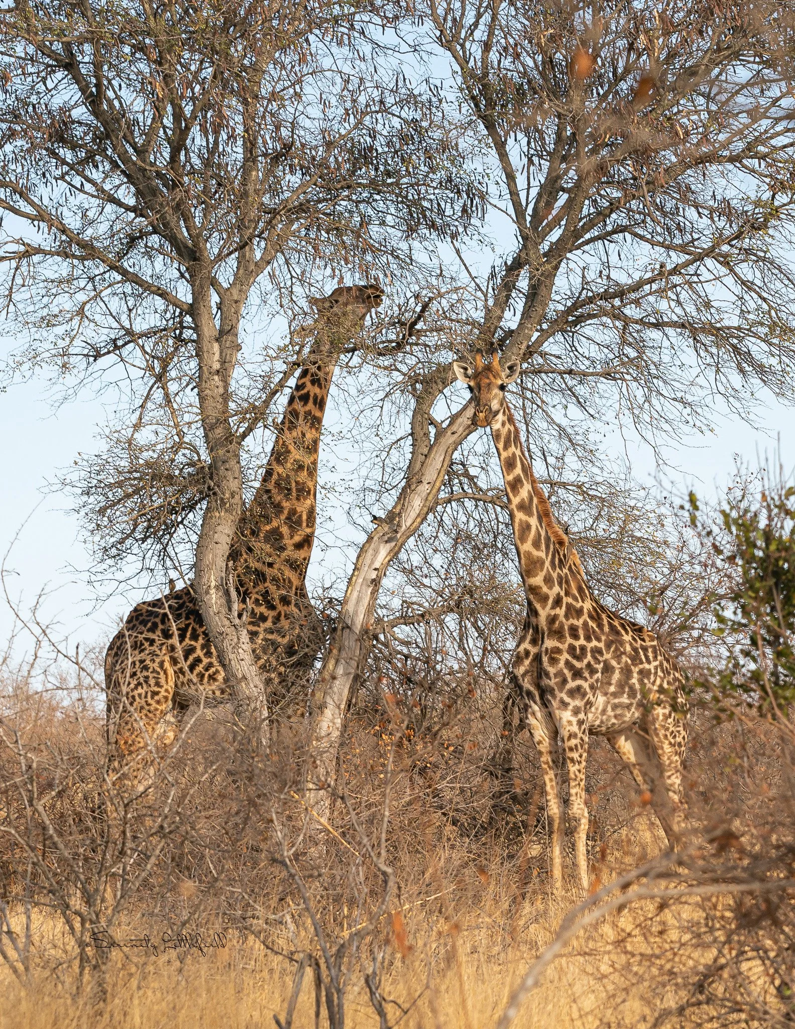 Africa_2019_SLL_-05824.jpg