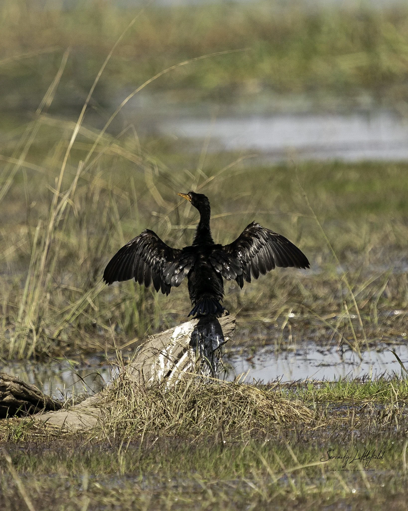 Africa_May_26_2022_SLL-01136-Edit.jpg