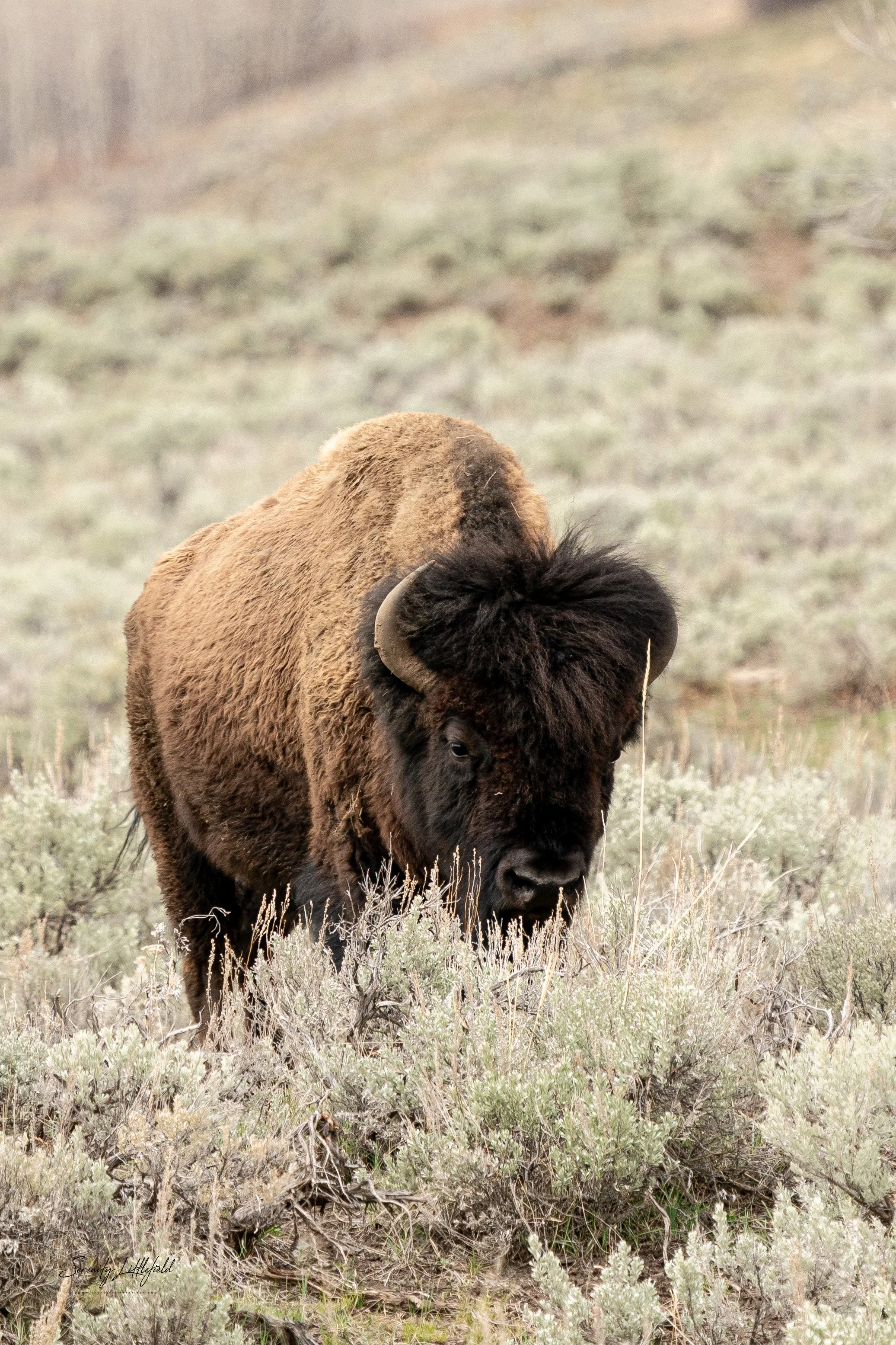 YellowstoneNP_2024_Sony_a9_SLL-01123-Edit.jpg