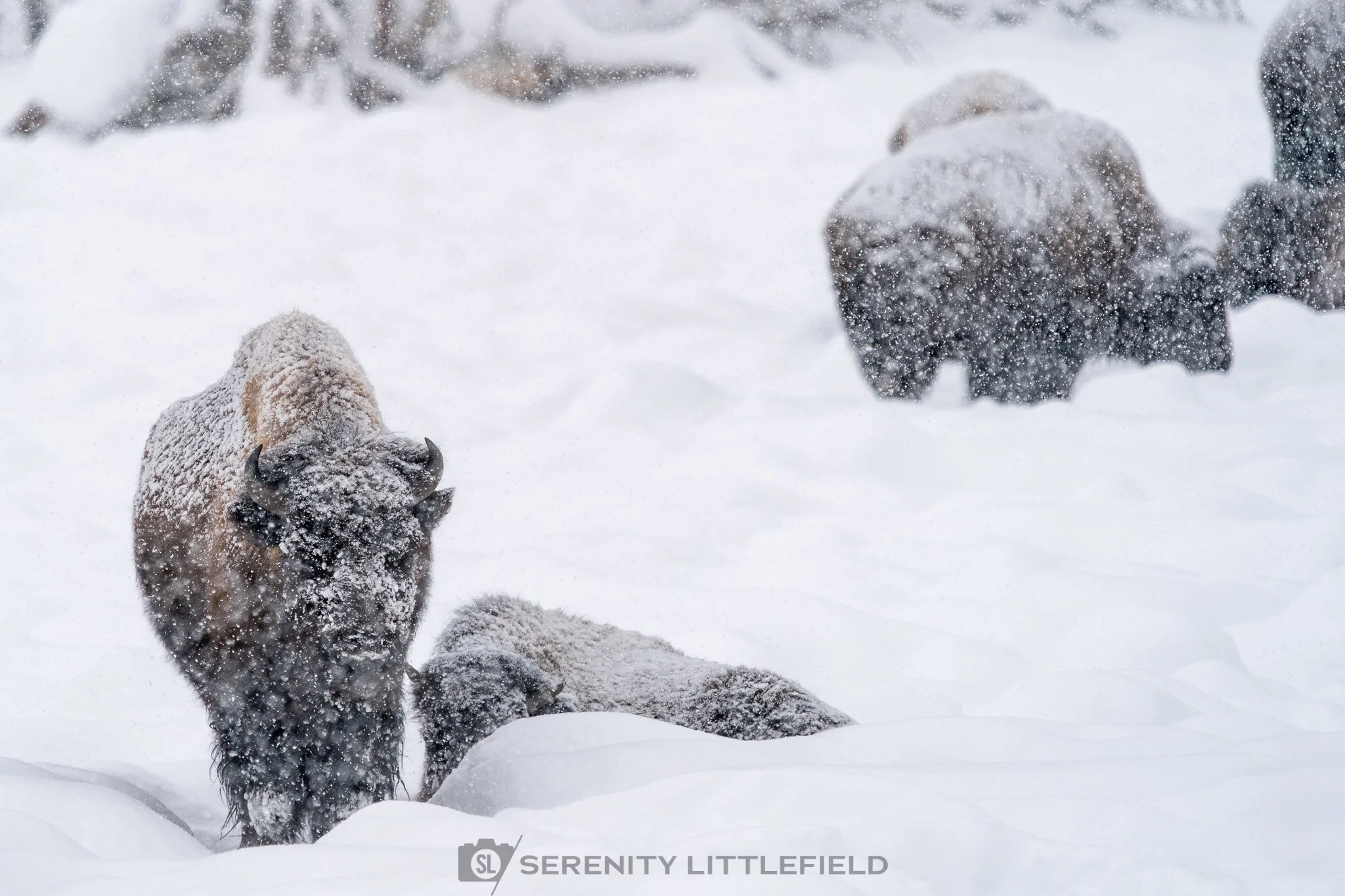 Bison in Yellowstone National Park