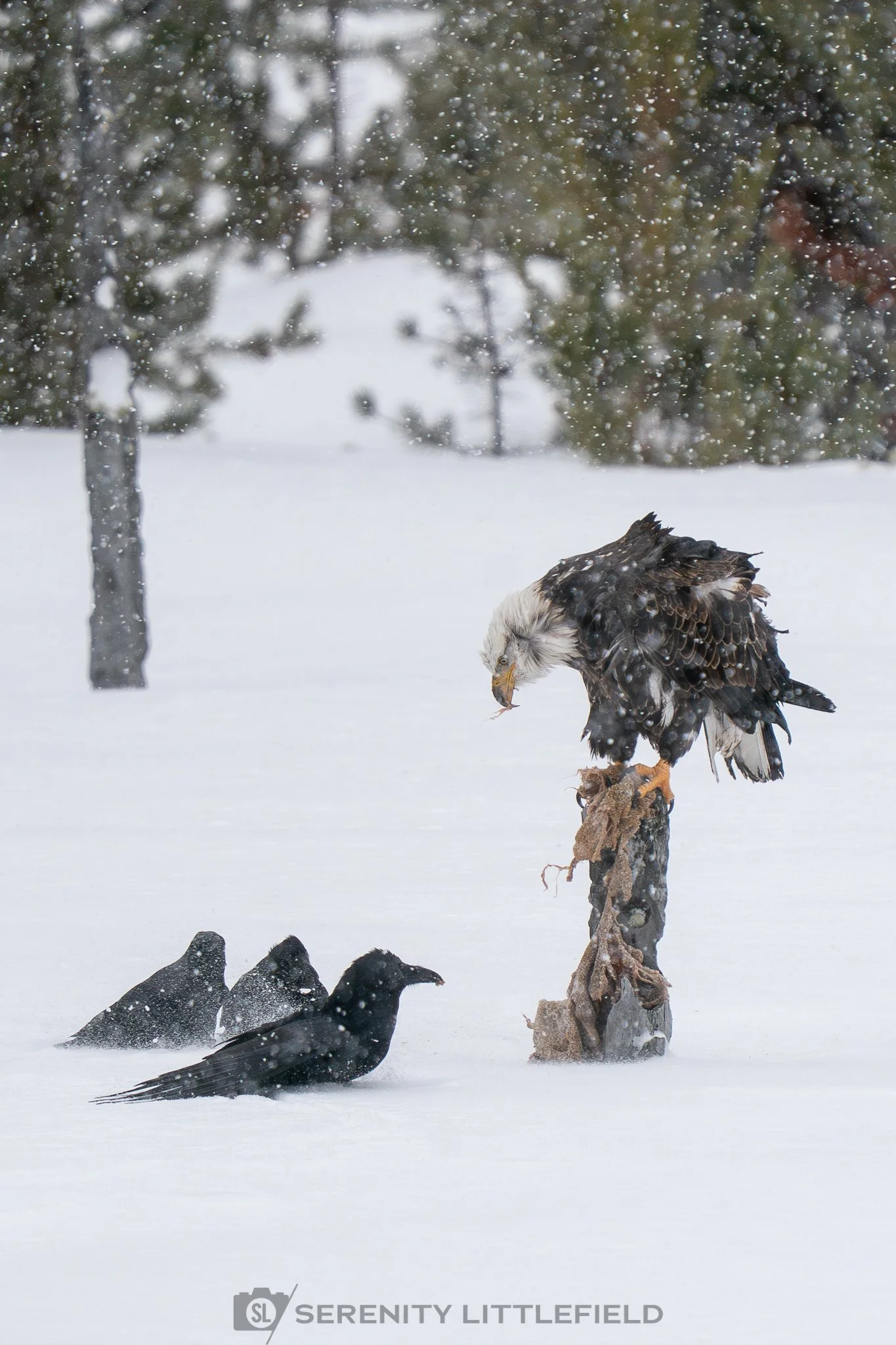 Eagle in Yellowstone National Park