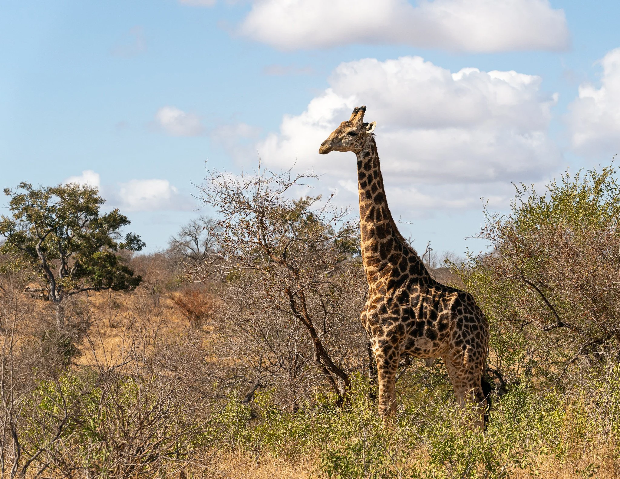 Africa_2019_SLL_-05448 2.jpg