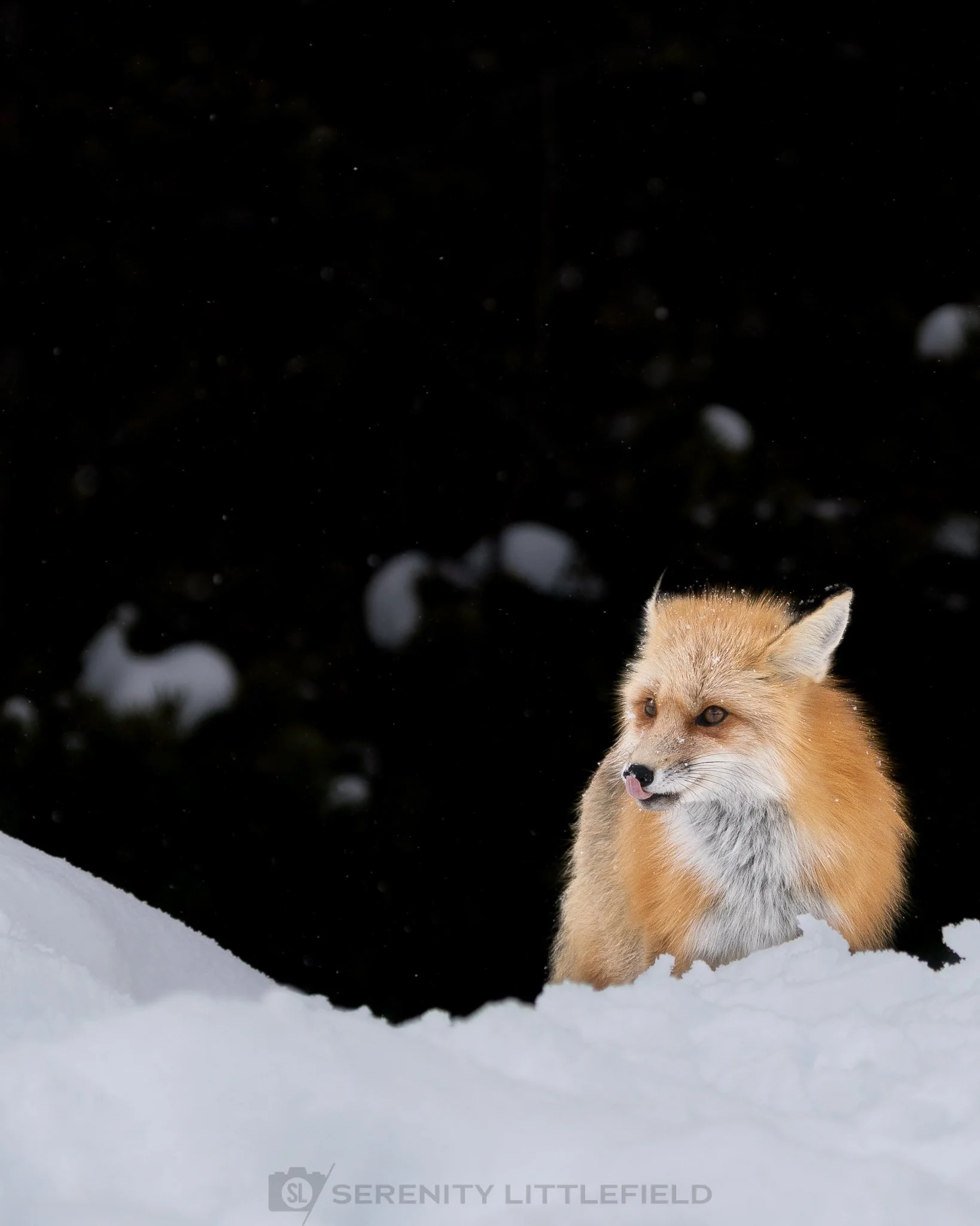 Fox in Yellowstone National Park