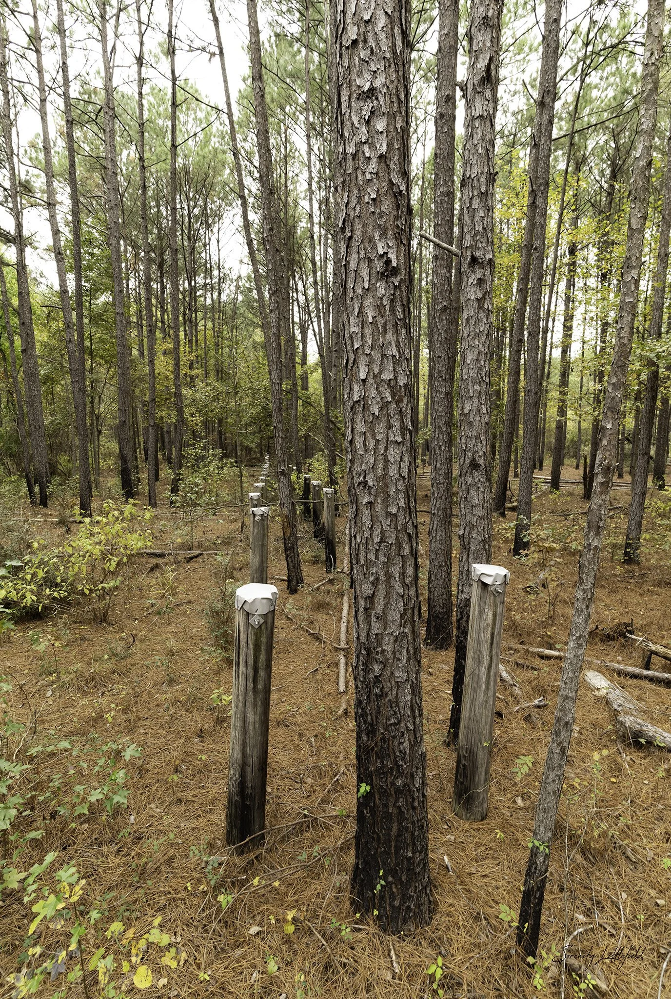 Longhorn_Army_Ammunition_Plant_SLL-06897-Edit.jpg