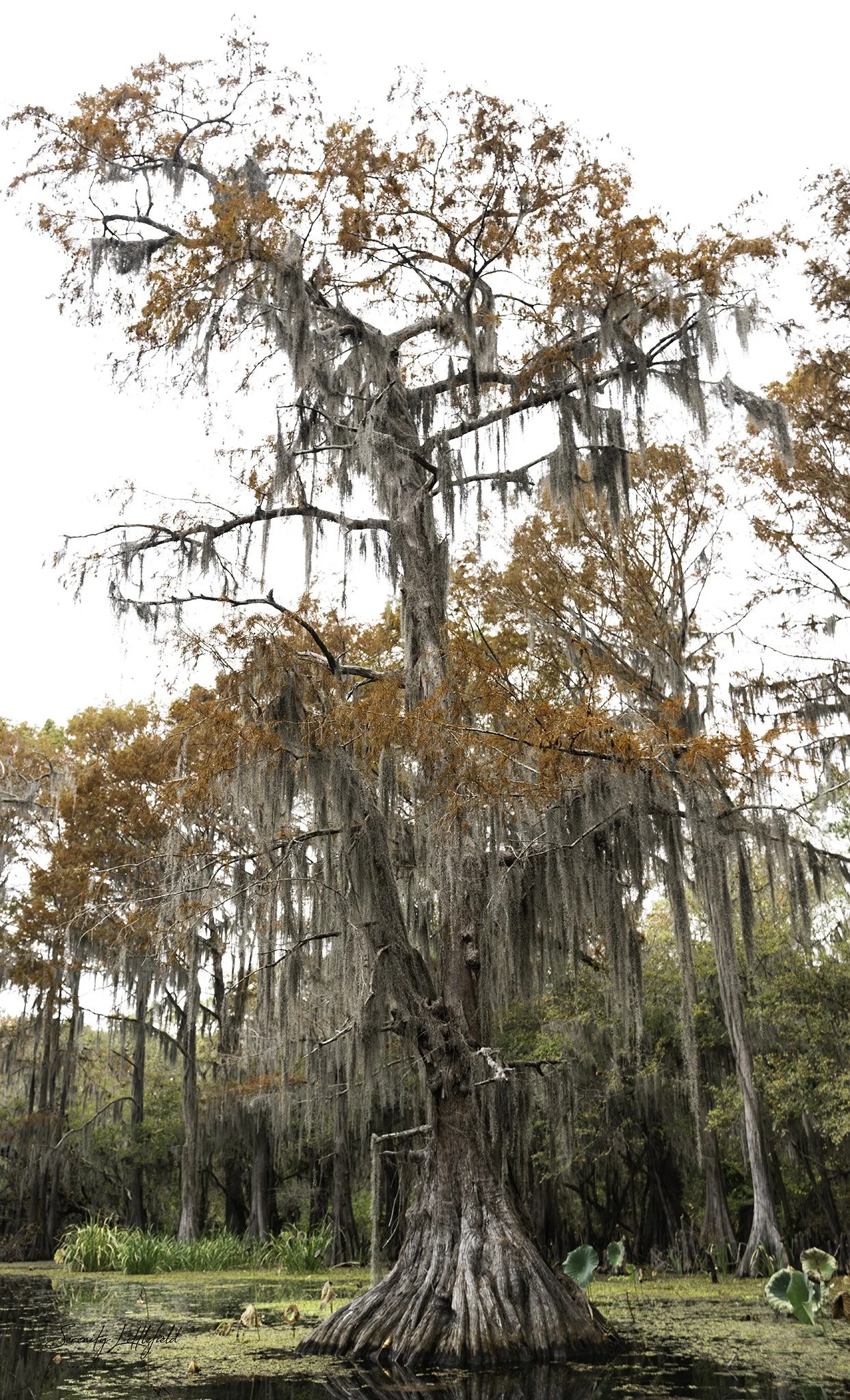 Caddo_Lake_2023_SLL-06968-Edit.jpg