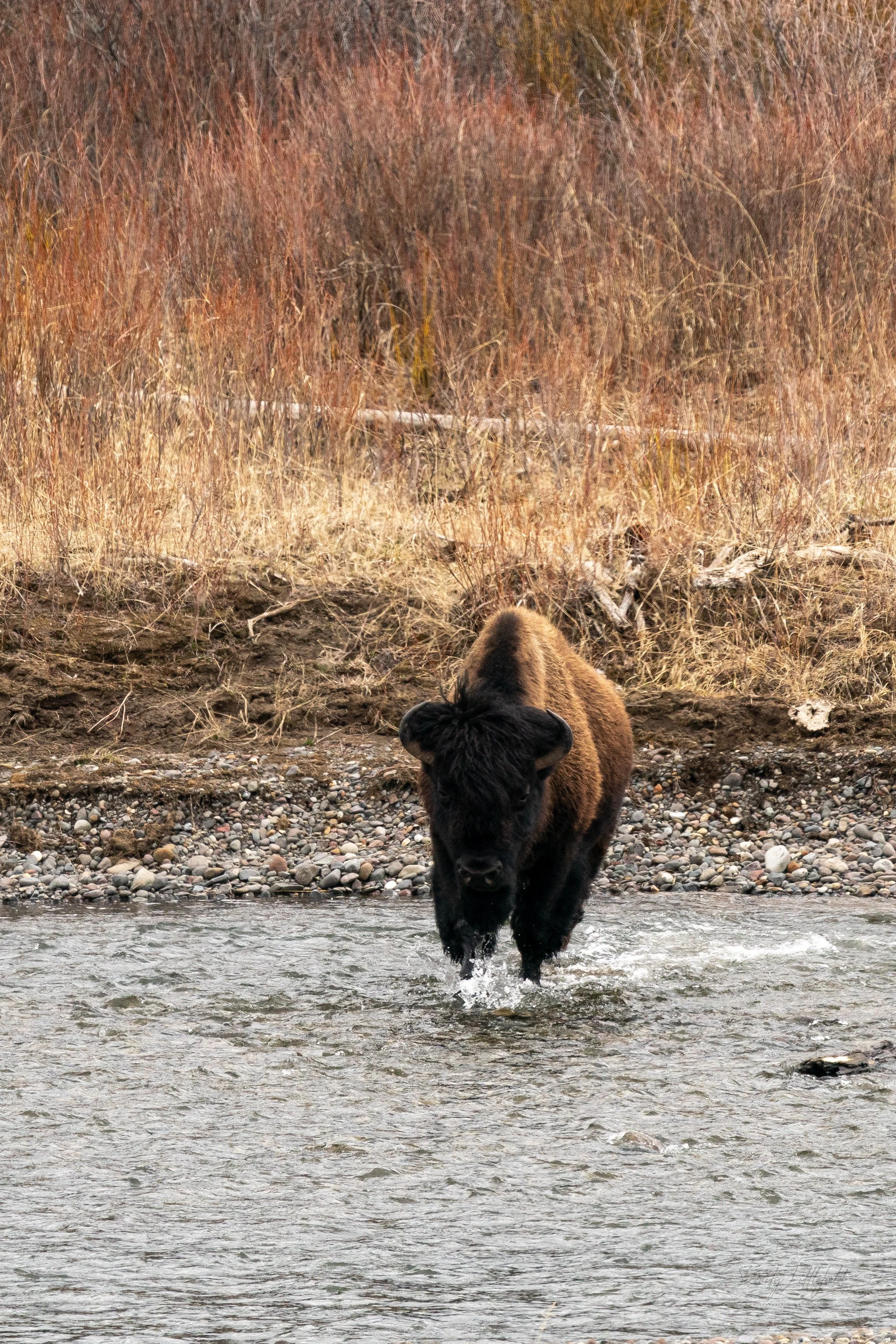 YellowstoneNP_2024_Sony_a9_SLL-00985-Edit.jpg