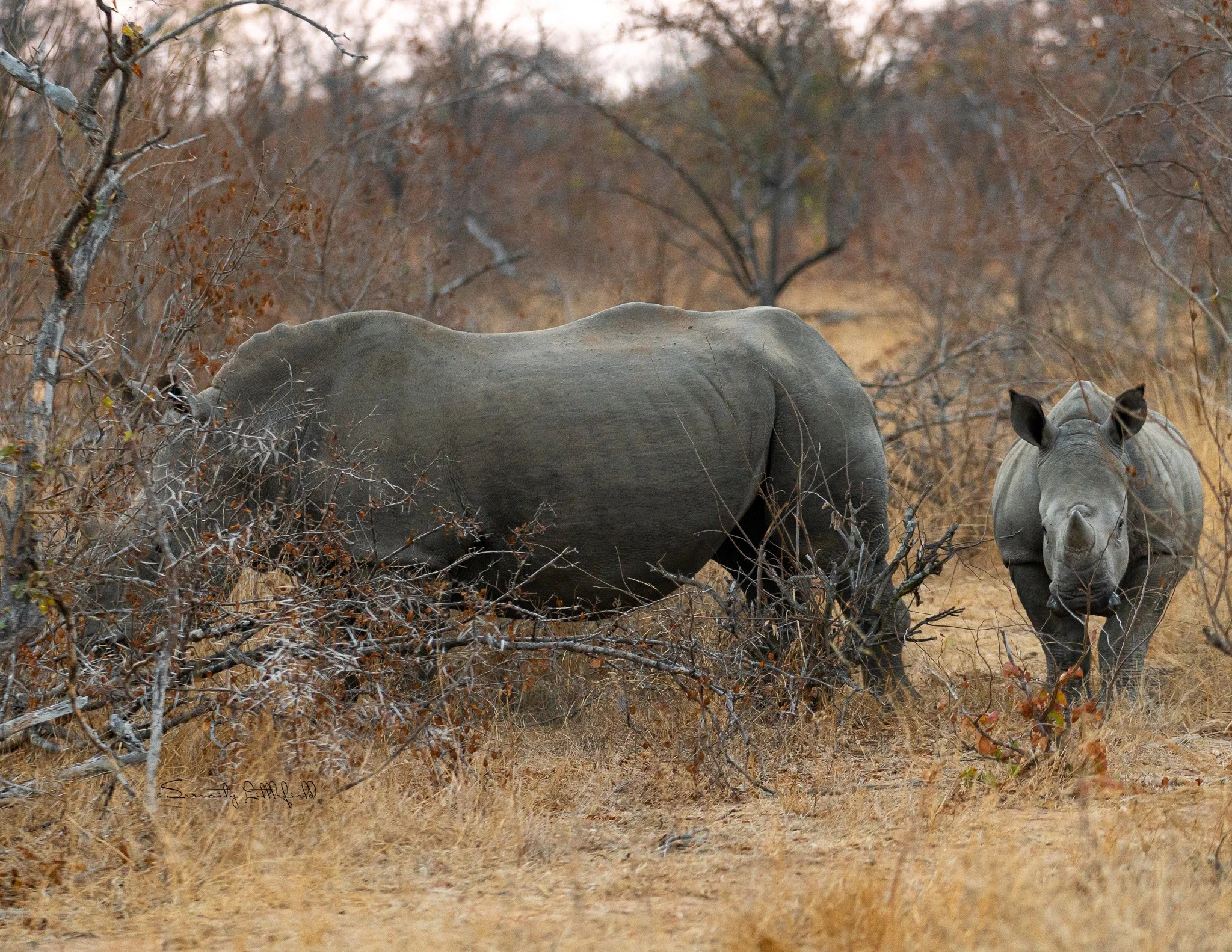 Africa_2019_SLL_-00062.jpg