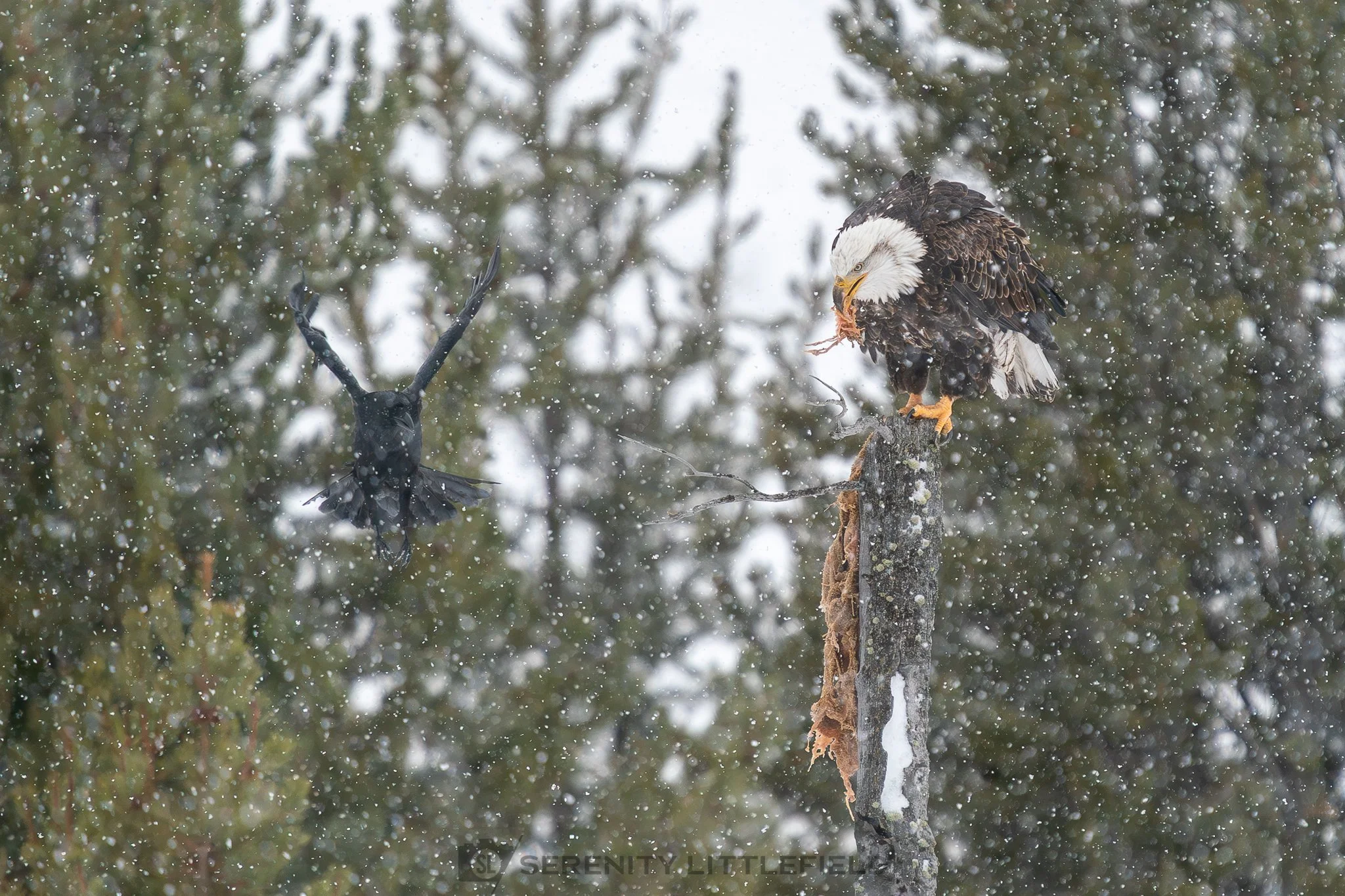 Eagle in Yellowstone National Park