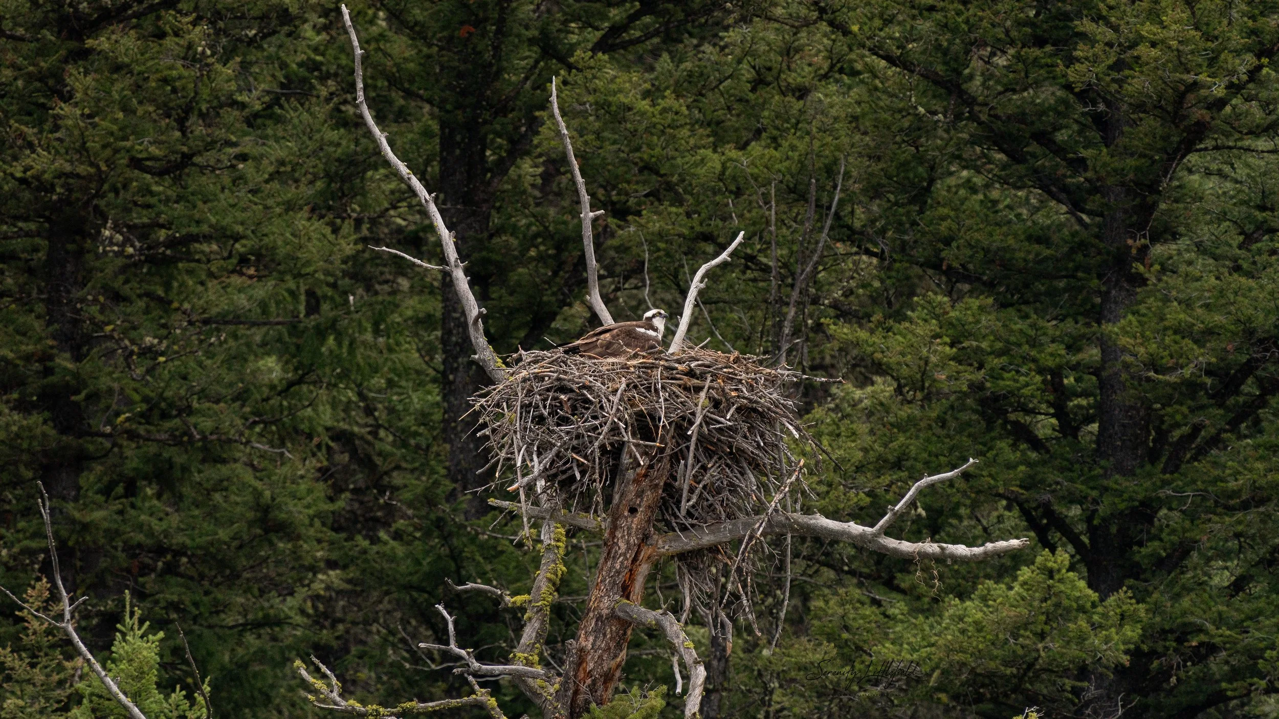 YellowstoneNP_2024_Sony_a9_SLL-01286-Edit.jpg