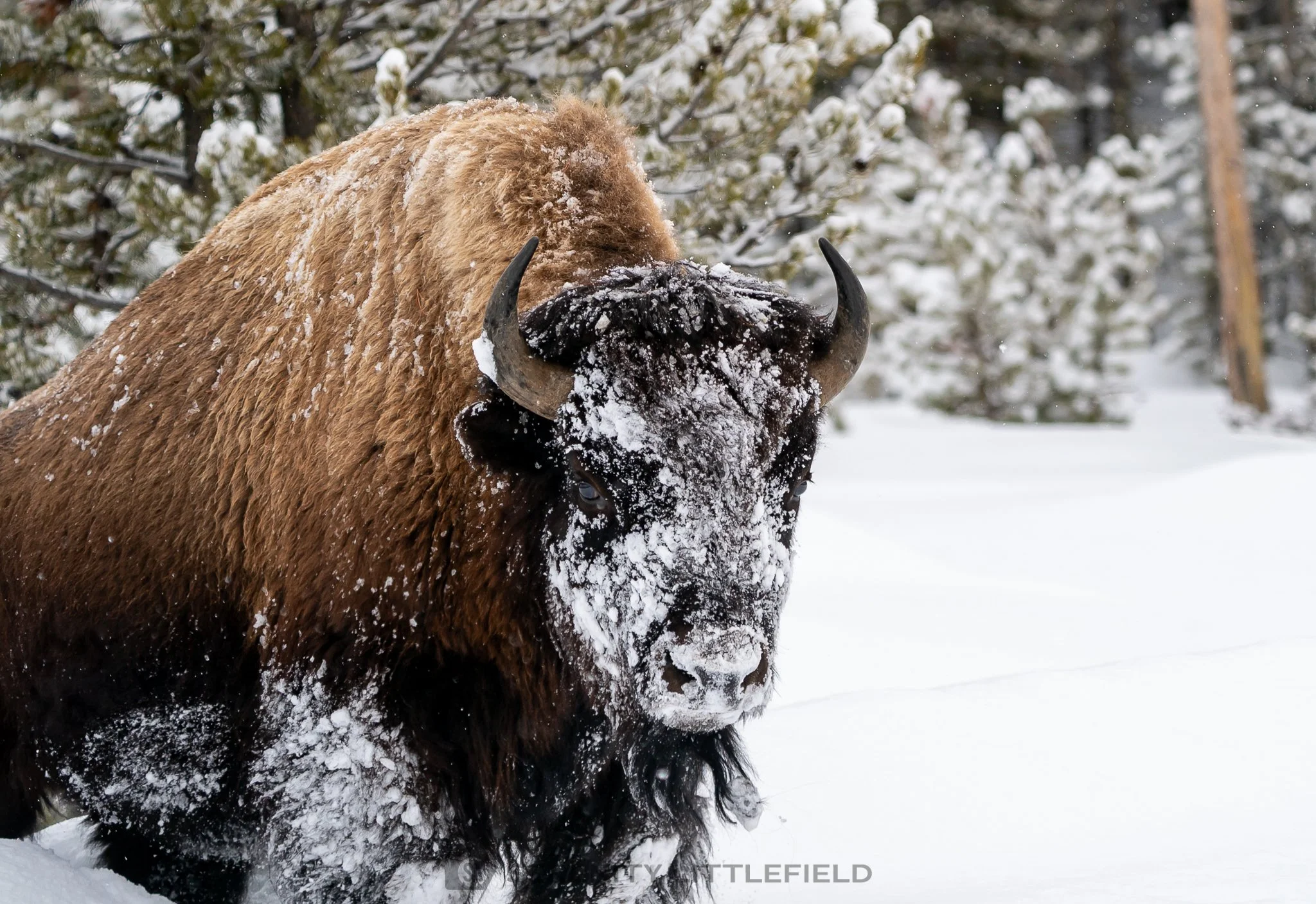 Bison in Yellowstone National Park