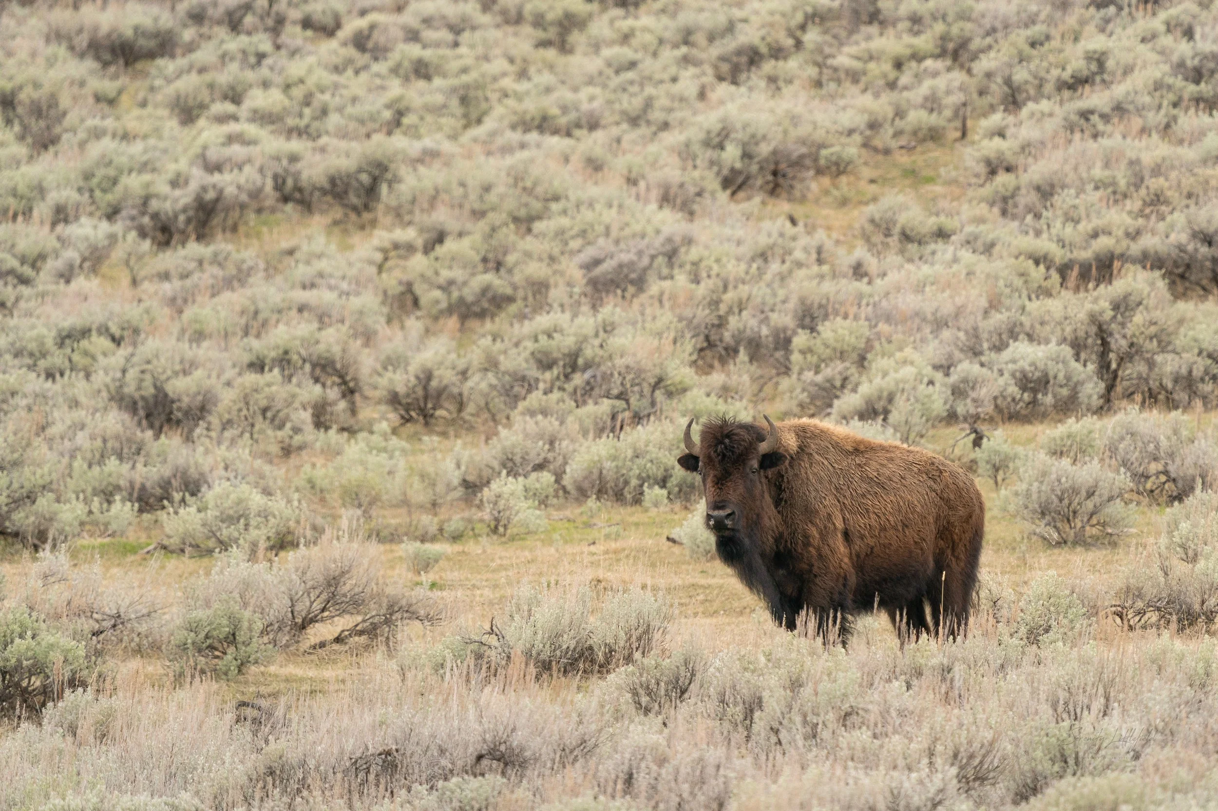 YellowstoneNP_2024_Sony_a9_SLL-01099-Edit.jpg
