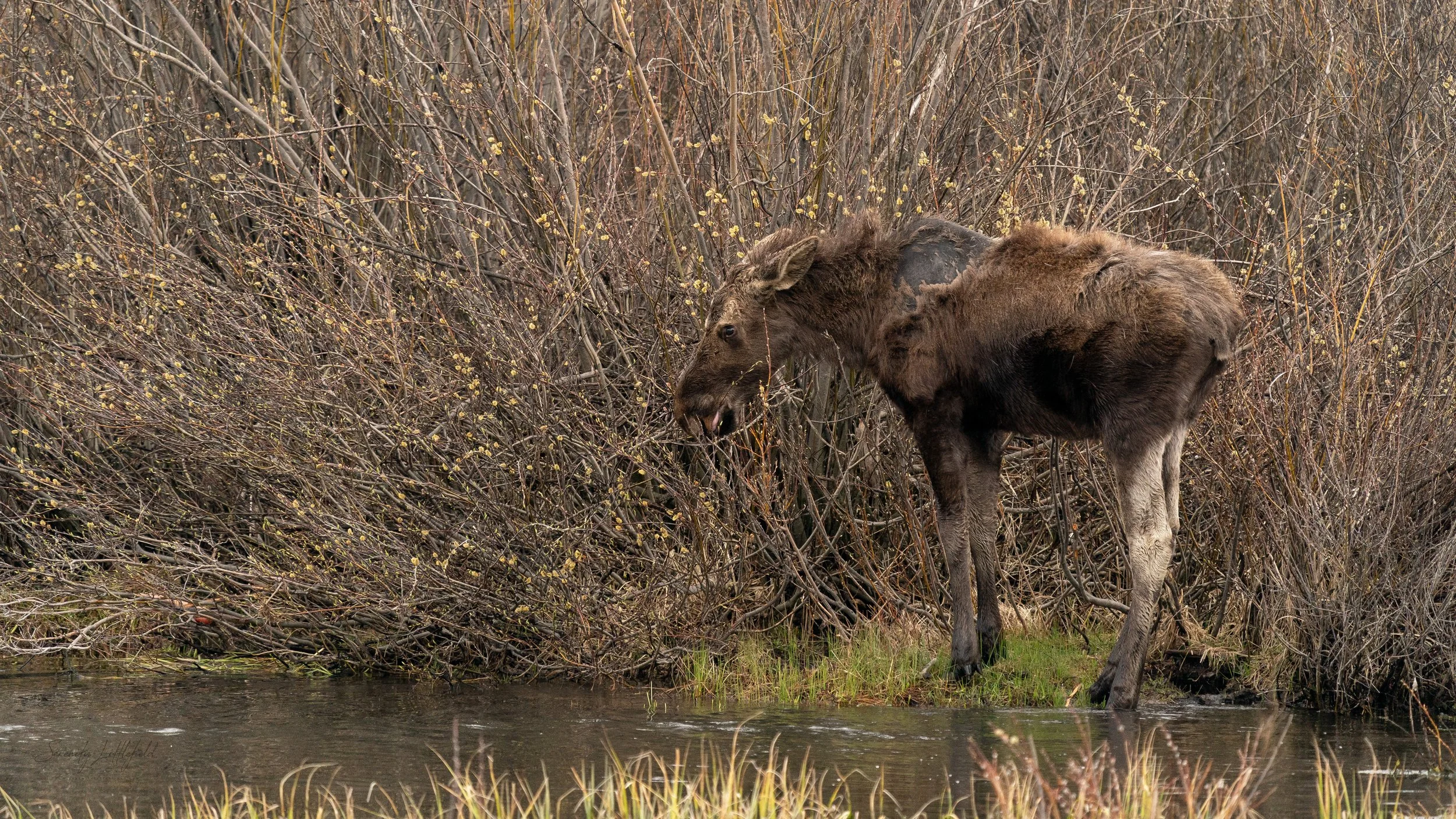 GrandTetonNP_2024_Sony_a9_SLL-00619-Edit.jpg
