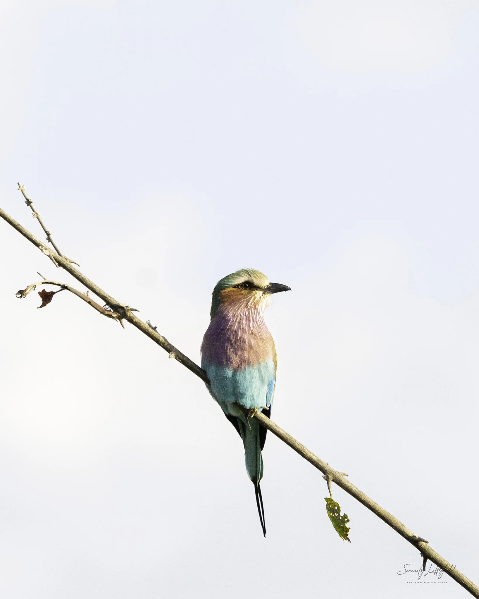 Africa_May_2022_SLL-08350-Edit.jpg