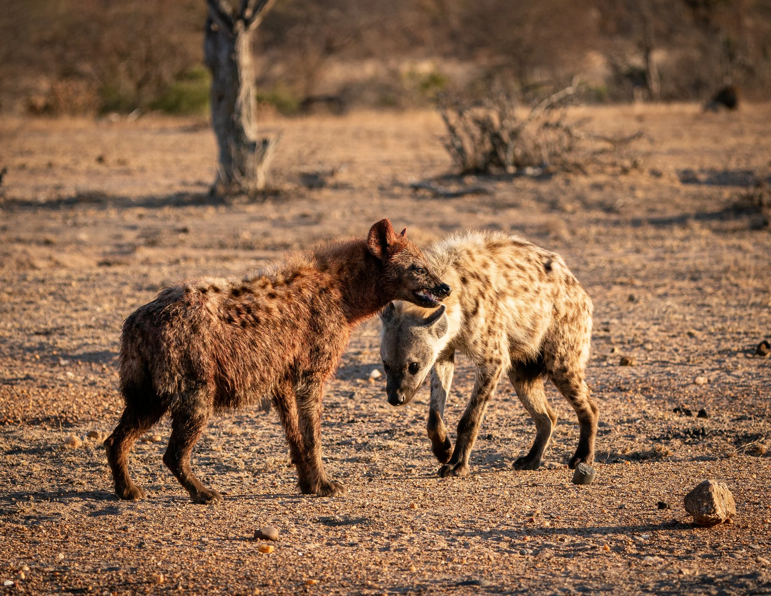 Africa2019_SLL-08509.jpg