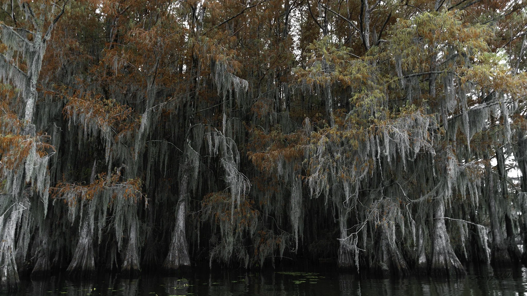 Caddo_Lake_2023_SLL_-06961-Edit.jpg