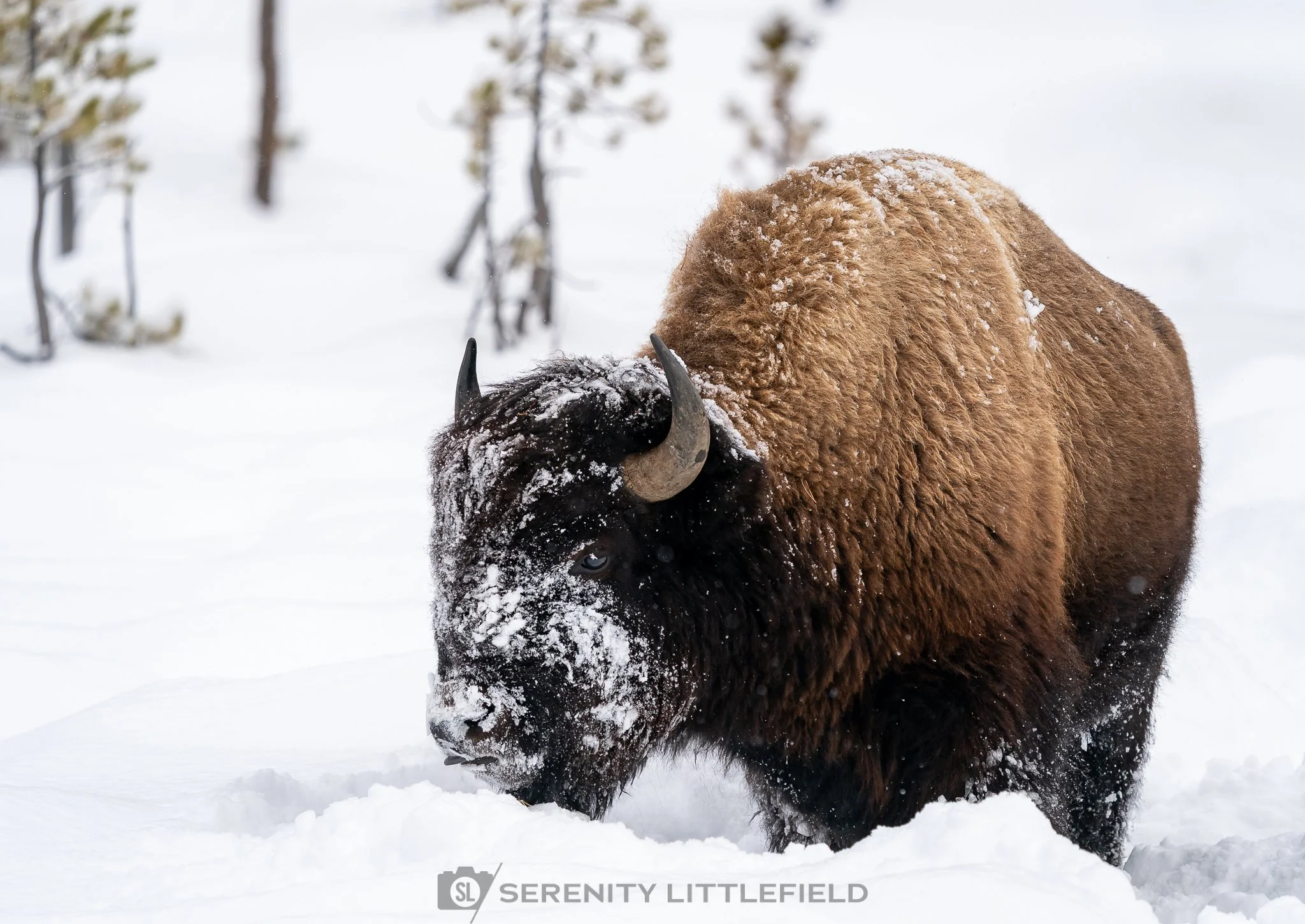 Bison in Yellowstone National Park