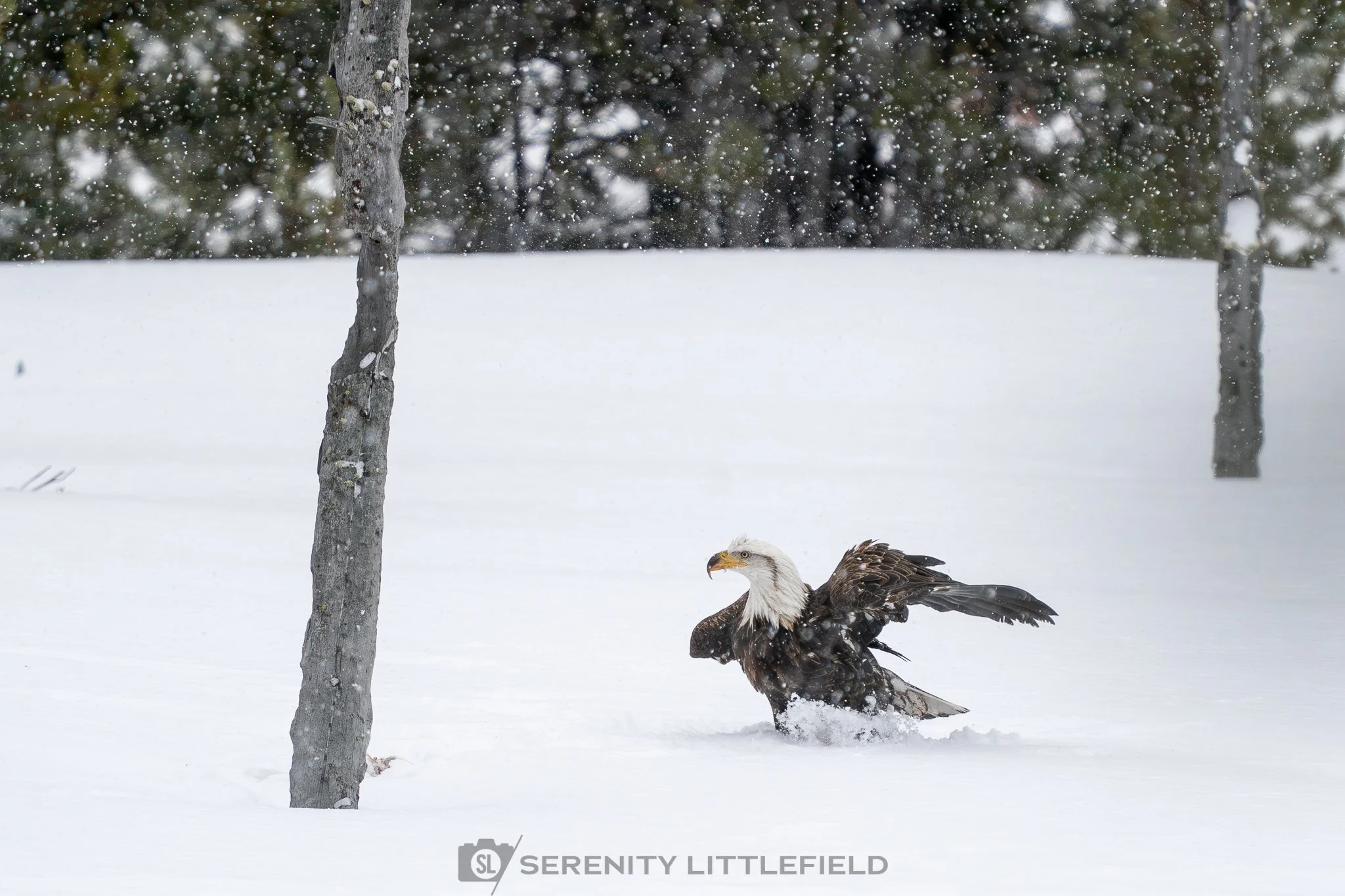 Eagle in Yellowstone National Park