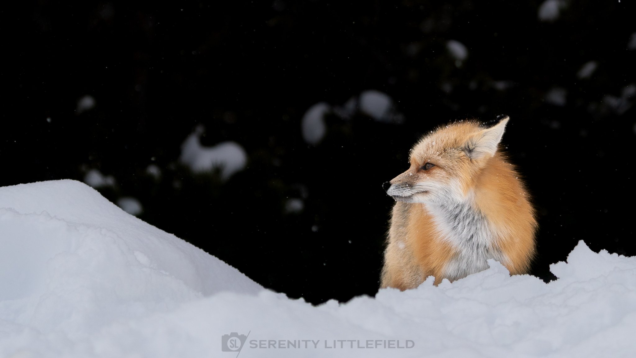 Fox in Yellowstone National Park