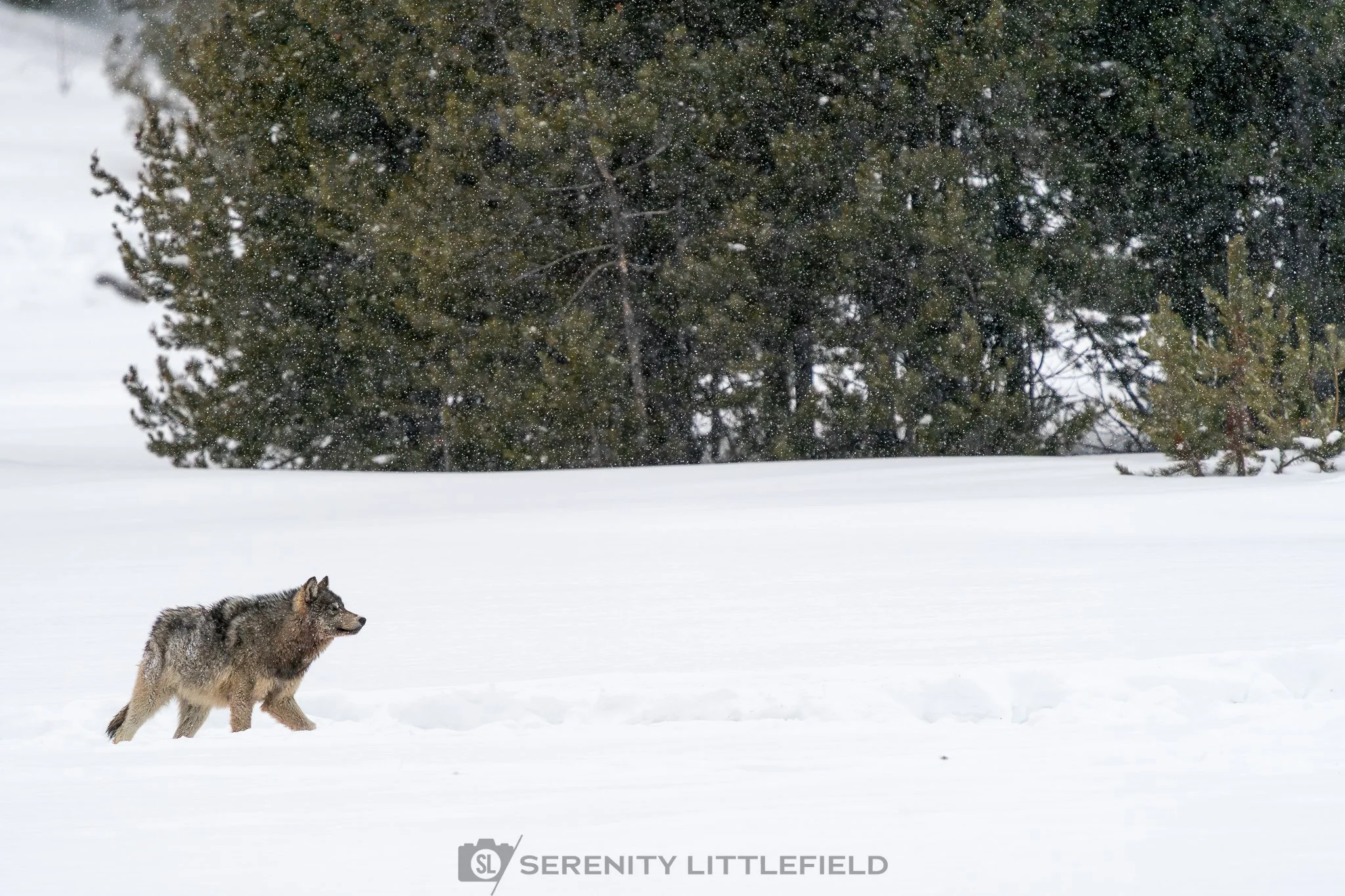 Wolf in Yellowstone National Park