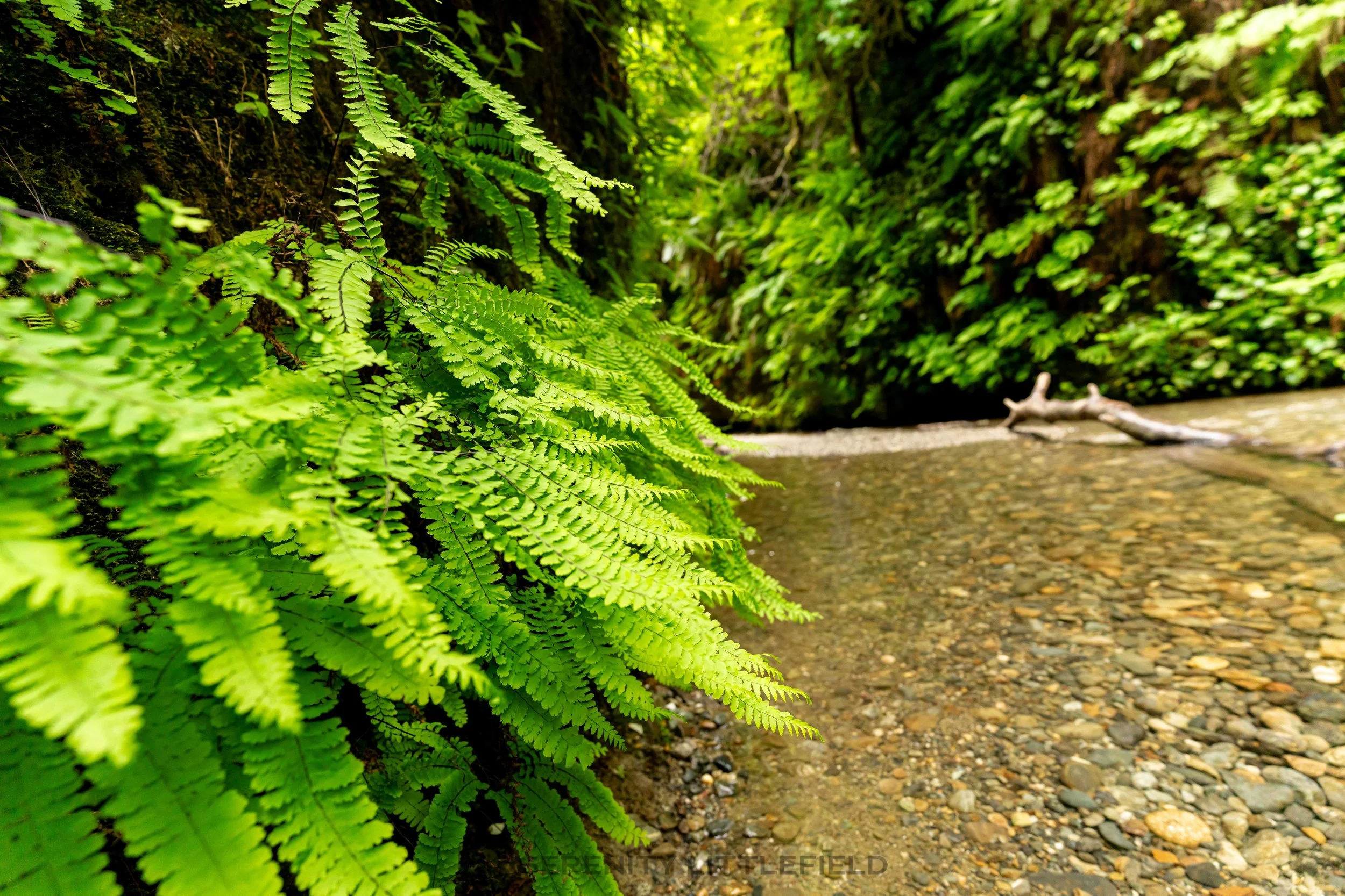 Fern Canyon