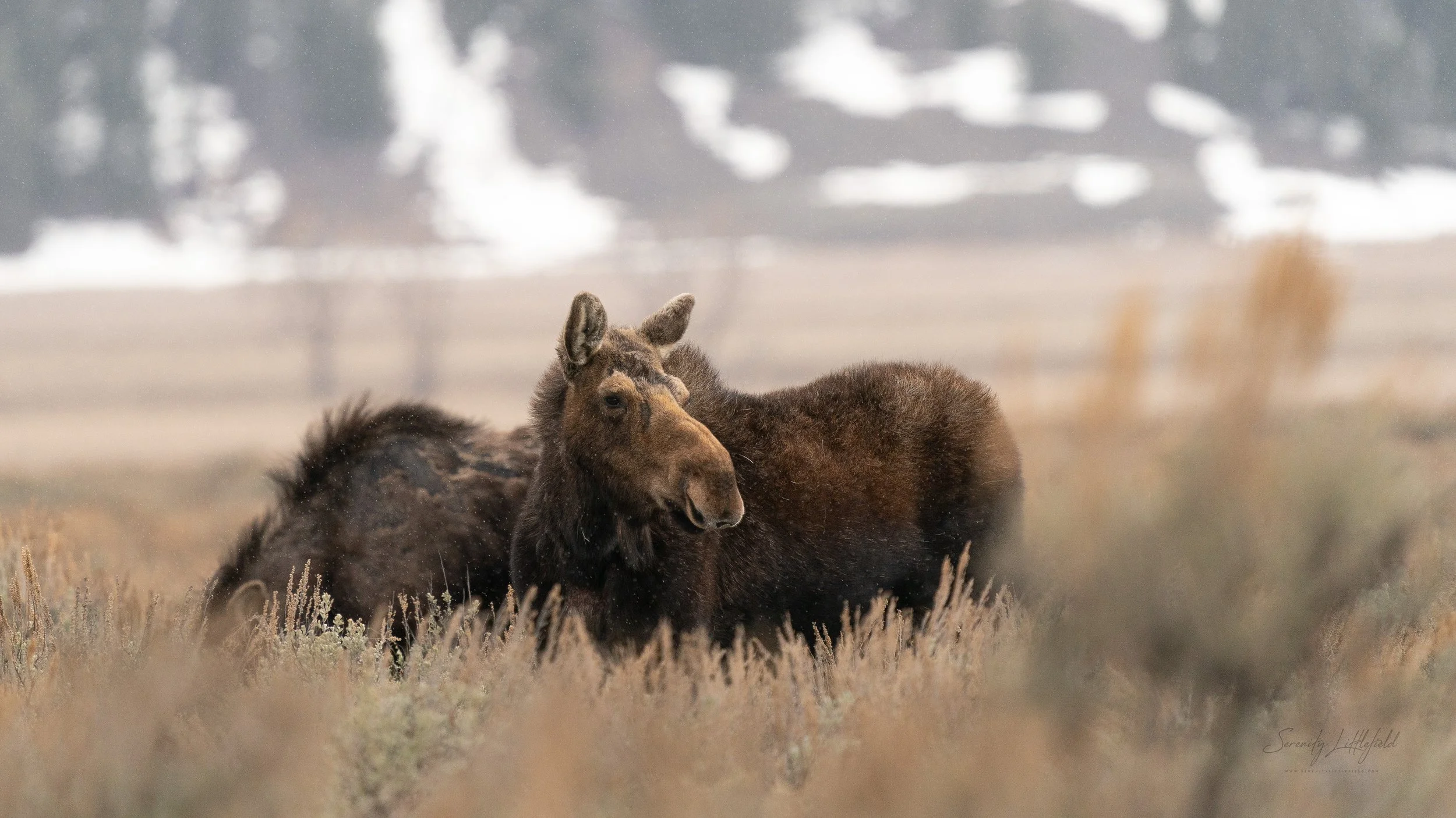 GrandTetonNP_2024_Sony_a9_SLL-00214-Edit.jpg
