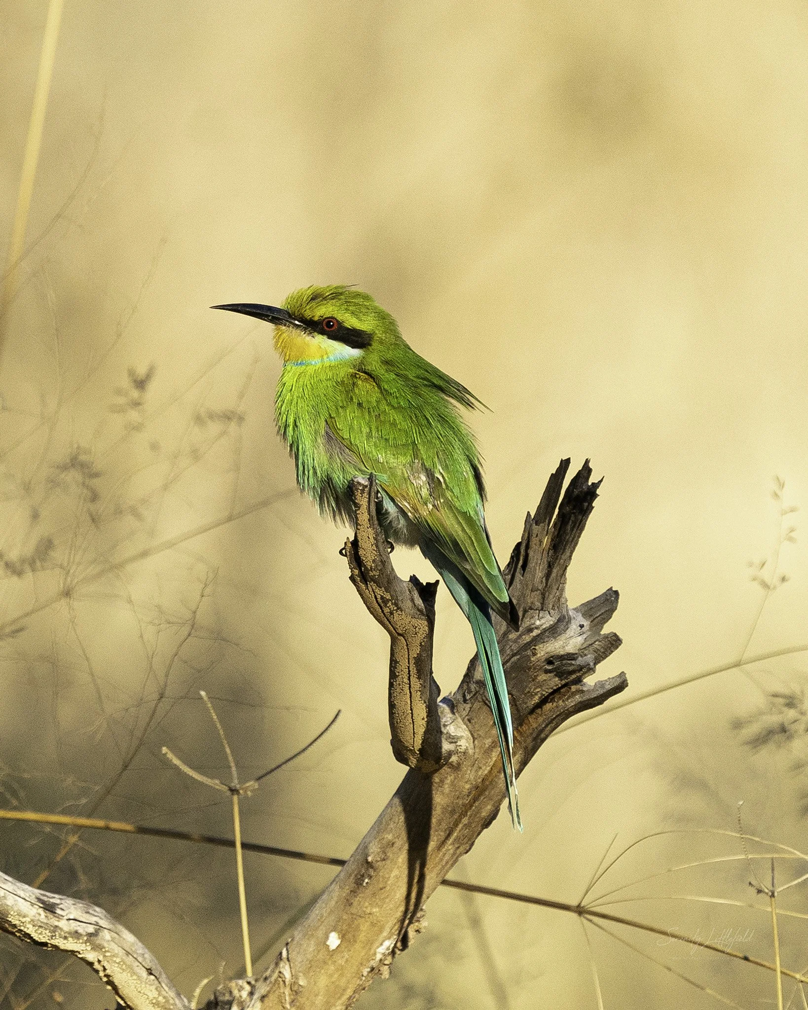 Africa_May_2022_SLL-00498-Edit.jpg