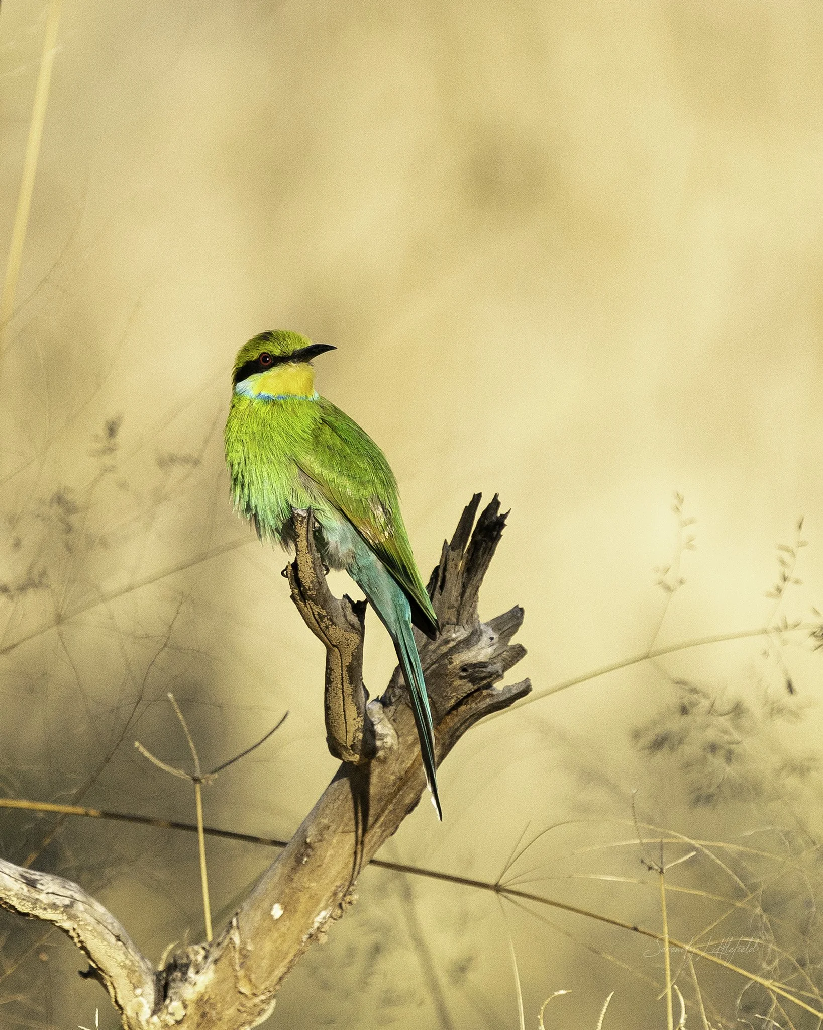 Africa_May_2022_SLL-00480-Edit.jpg