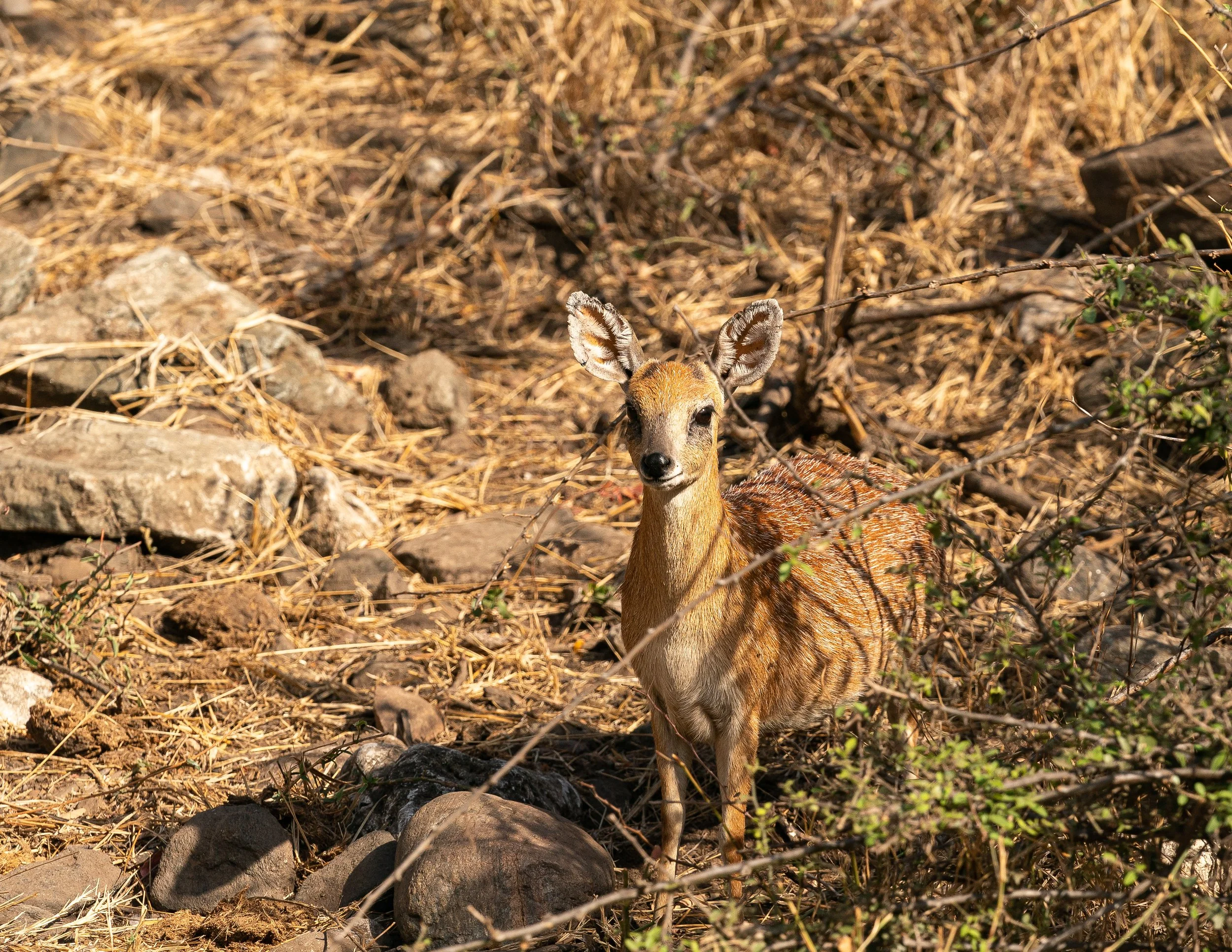 Africa2019_SLL-05921.jpg
