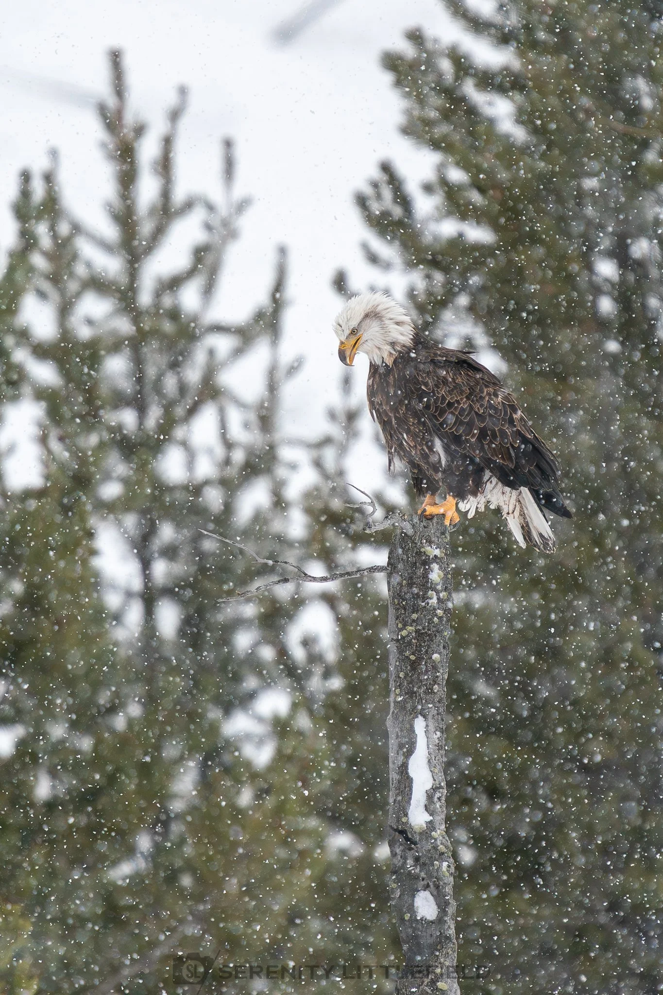 Eagle in Yellowstone National Park