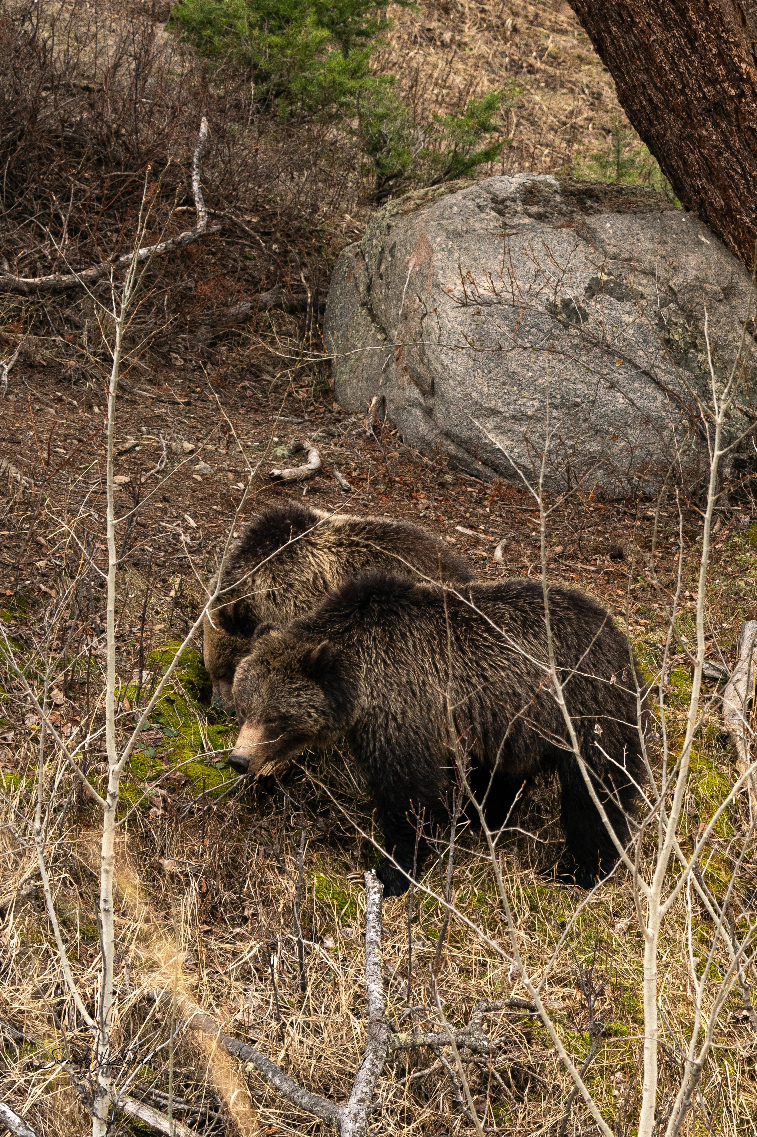YellowstoneNP_2024_Sony_a9_SLL-01146-Edit.jpg