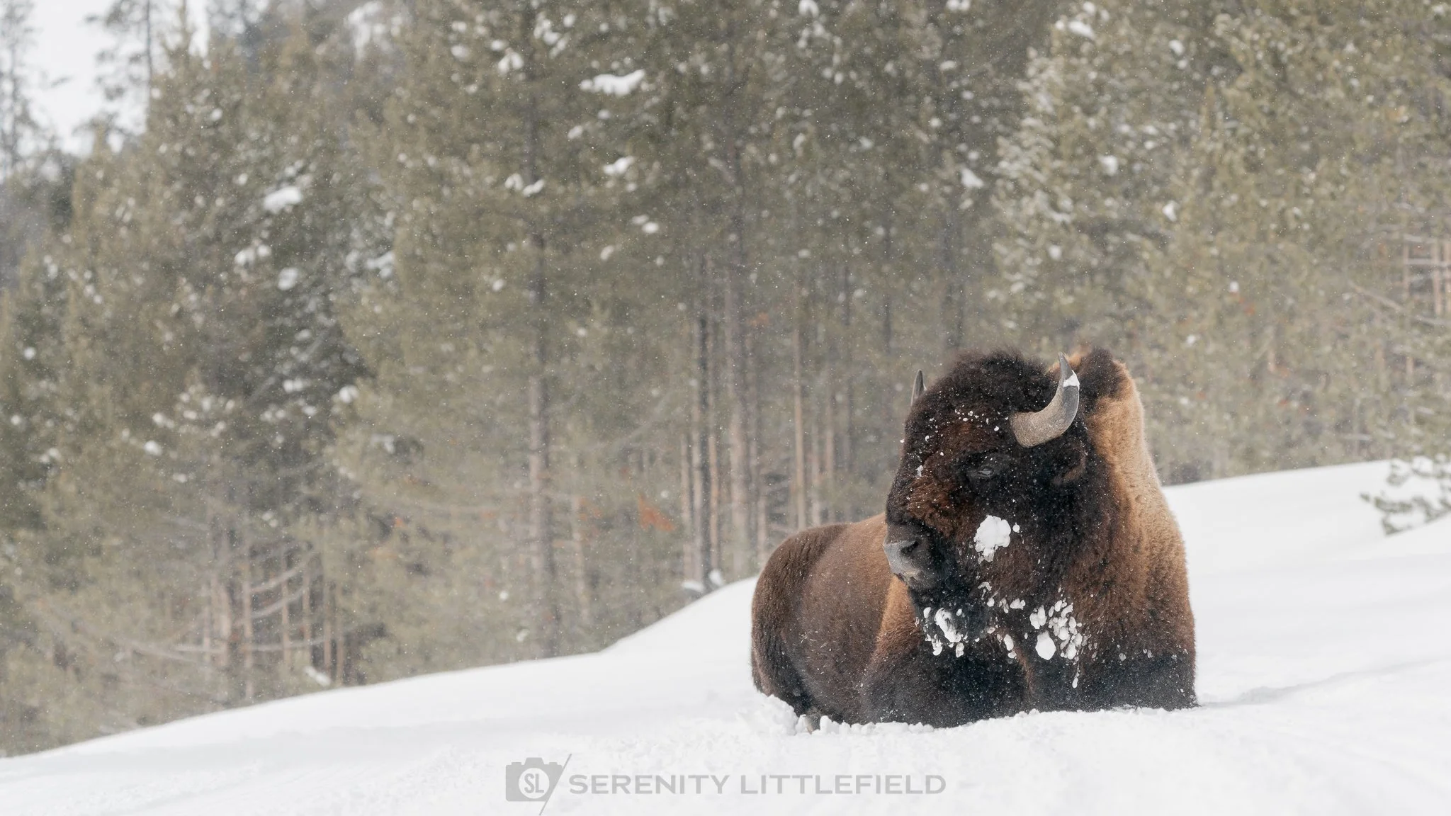 Bison in Yellowstone National Park