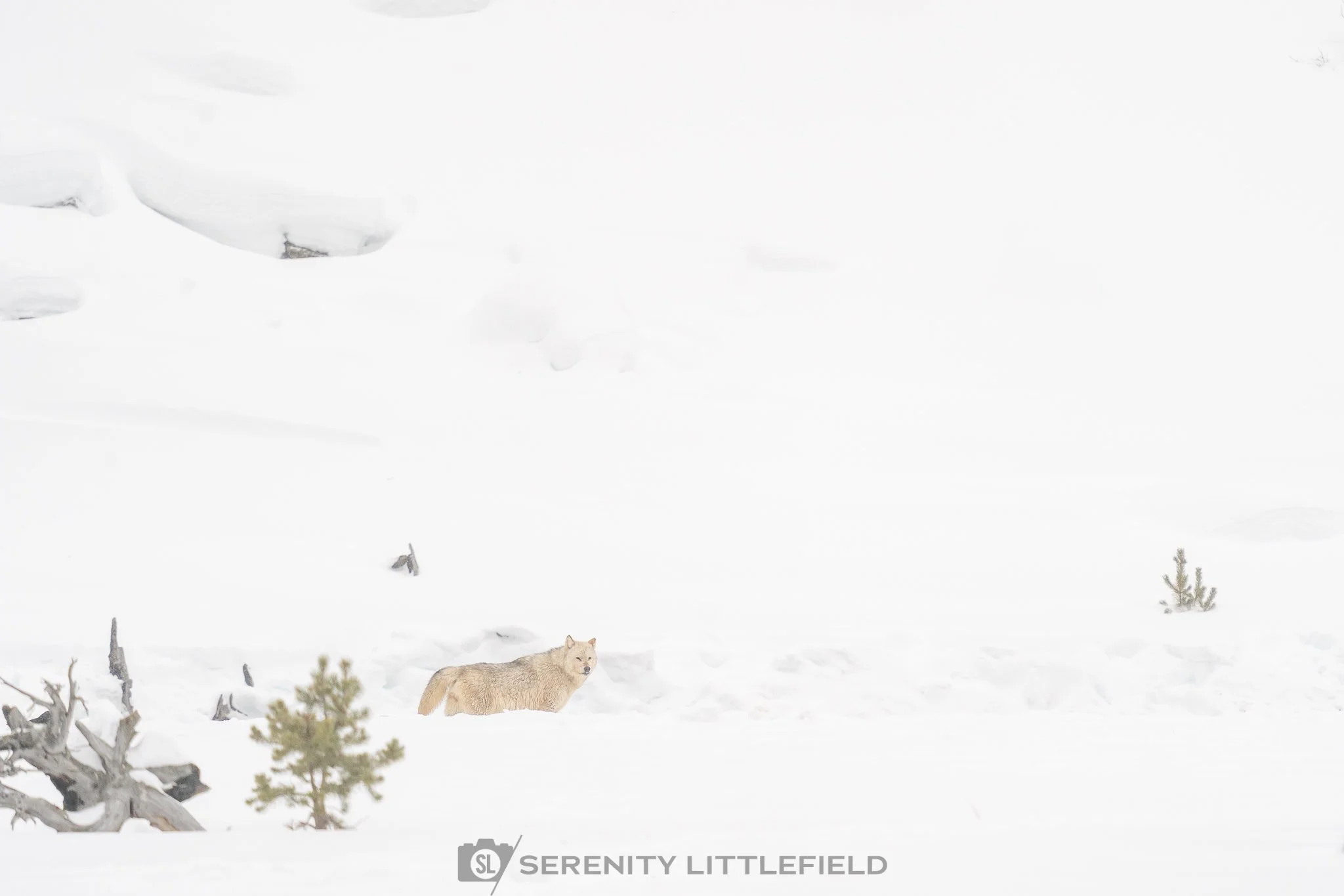 Wolf in Yellowstone National Park