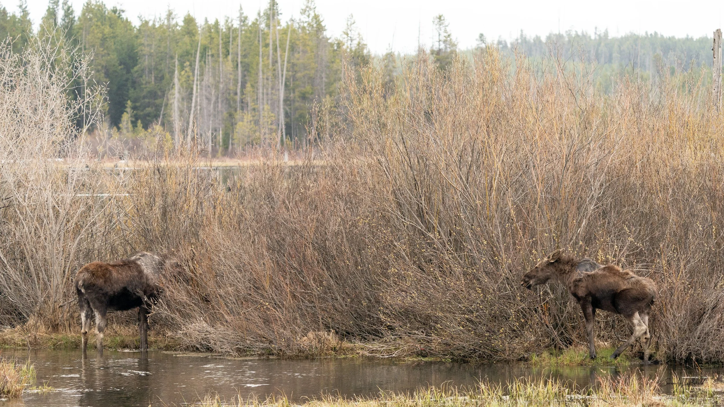 GrandTetonNP_2024_Sony_a9_SLL-00655-Edit.jpg