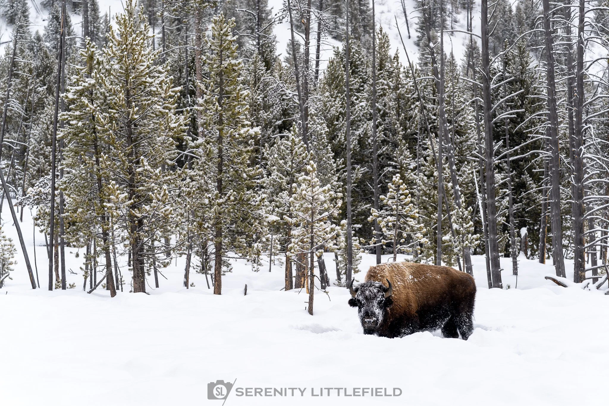 Bison in Yellowstone National Park