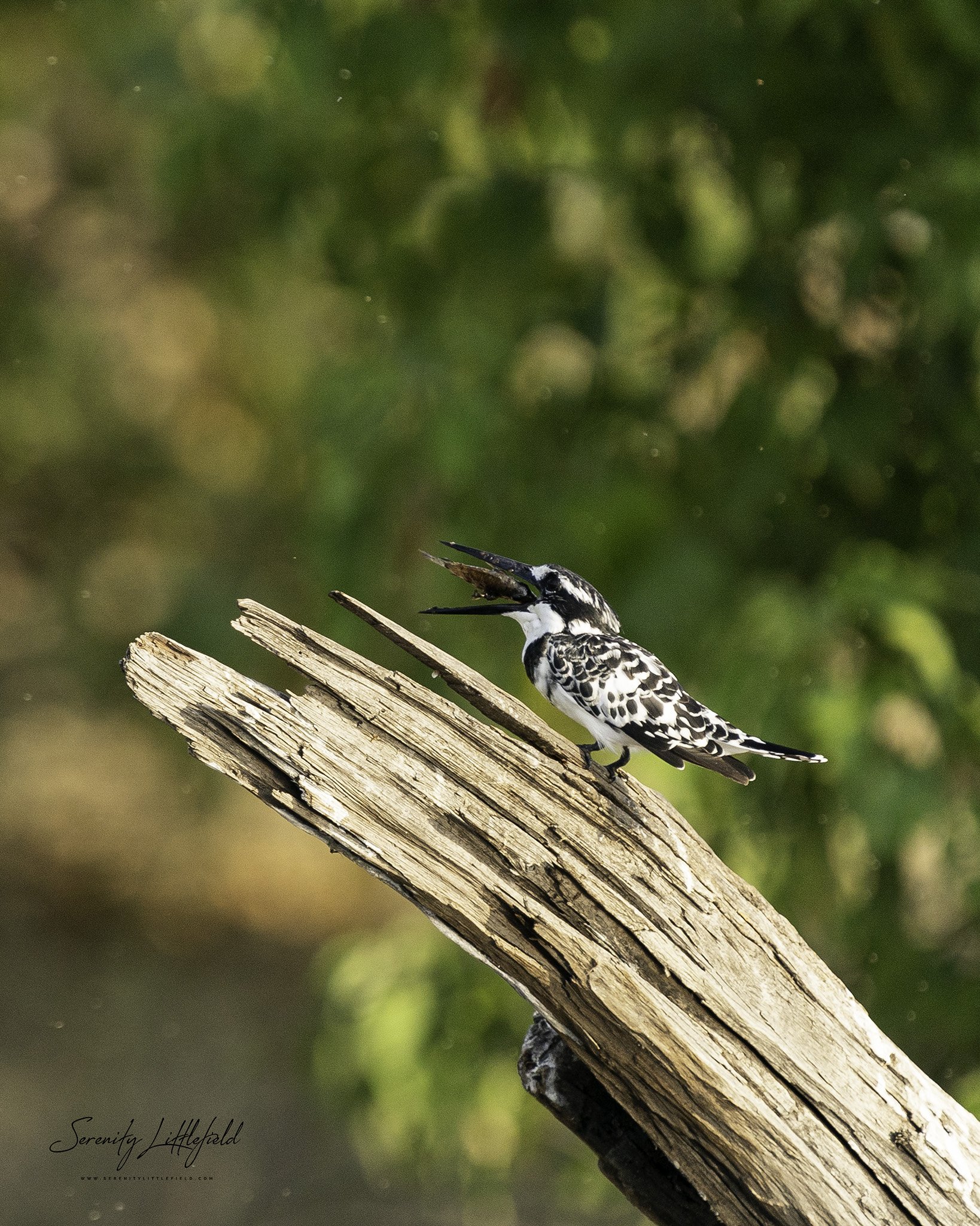 Africa_May_2022_SLL-06848-Edit.jpg