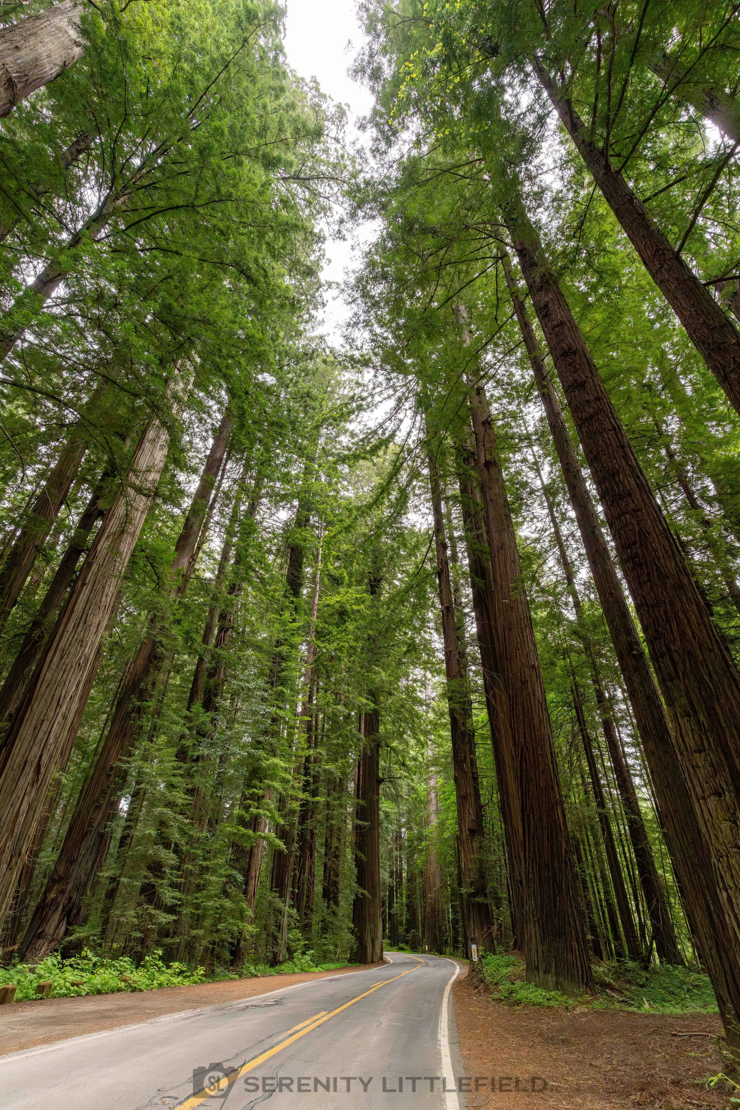 Redwood National Forest and State Parks