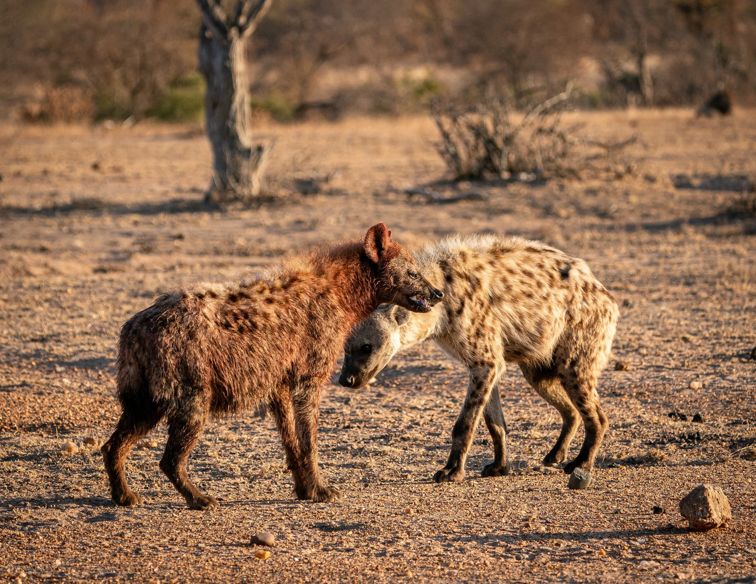 Africa2019_SLL-08504.jpg
