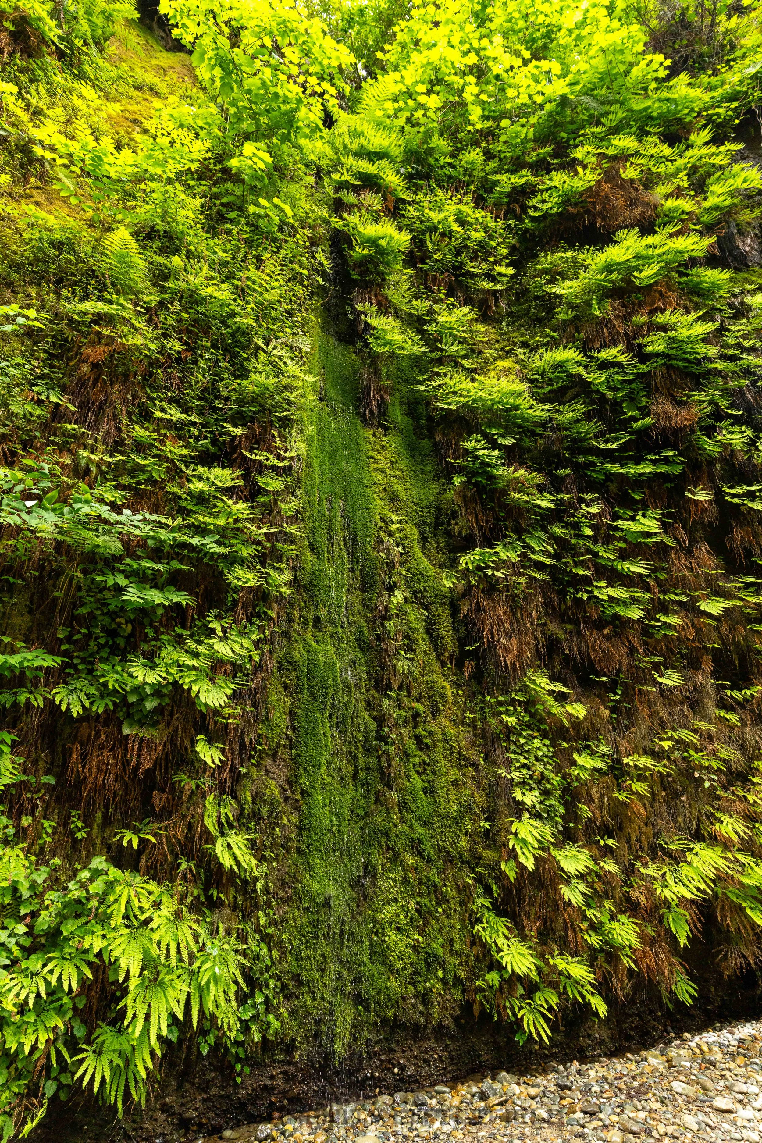 Fern Canyon
