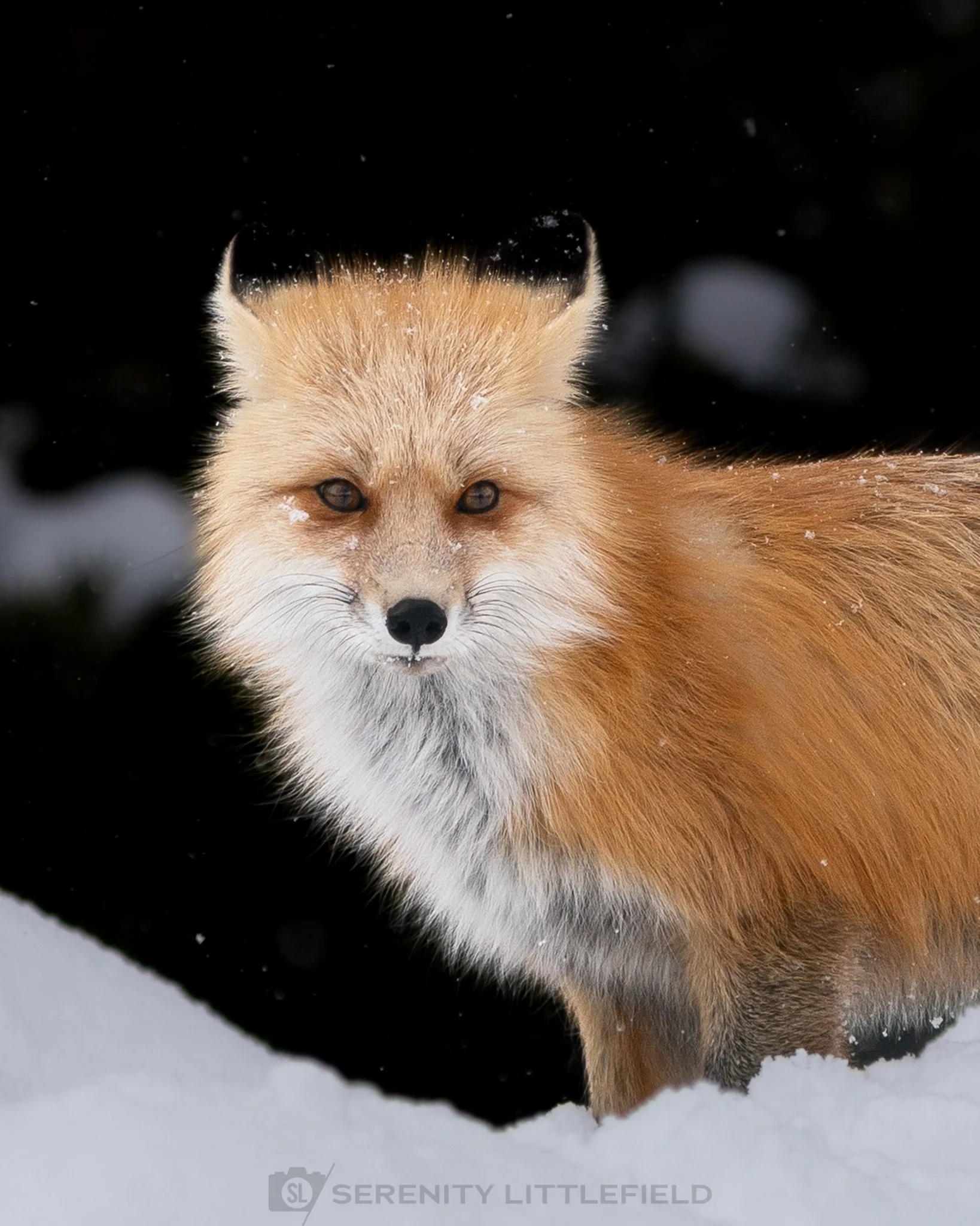 Fox in Yellowstone National Park