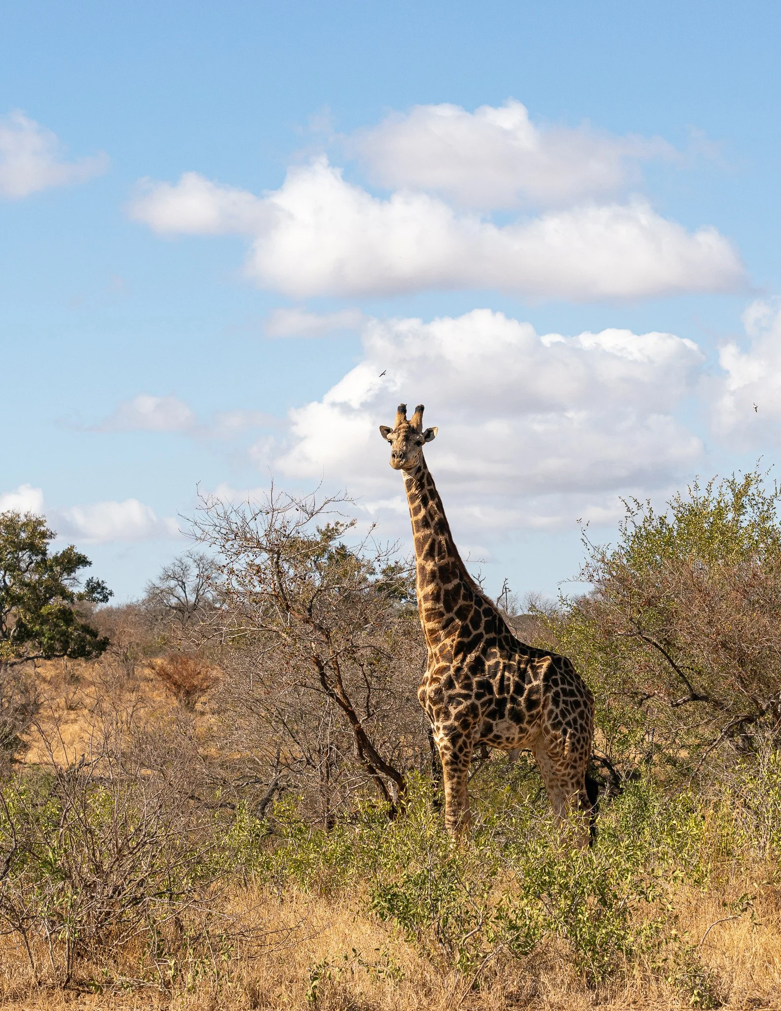 Africa_2019_SLL_-05461.jpg