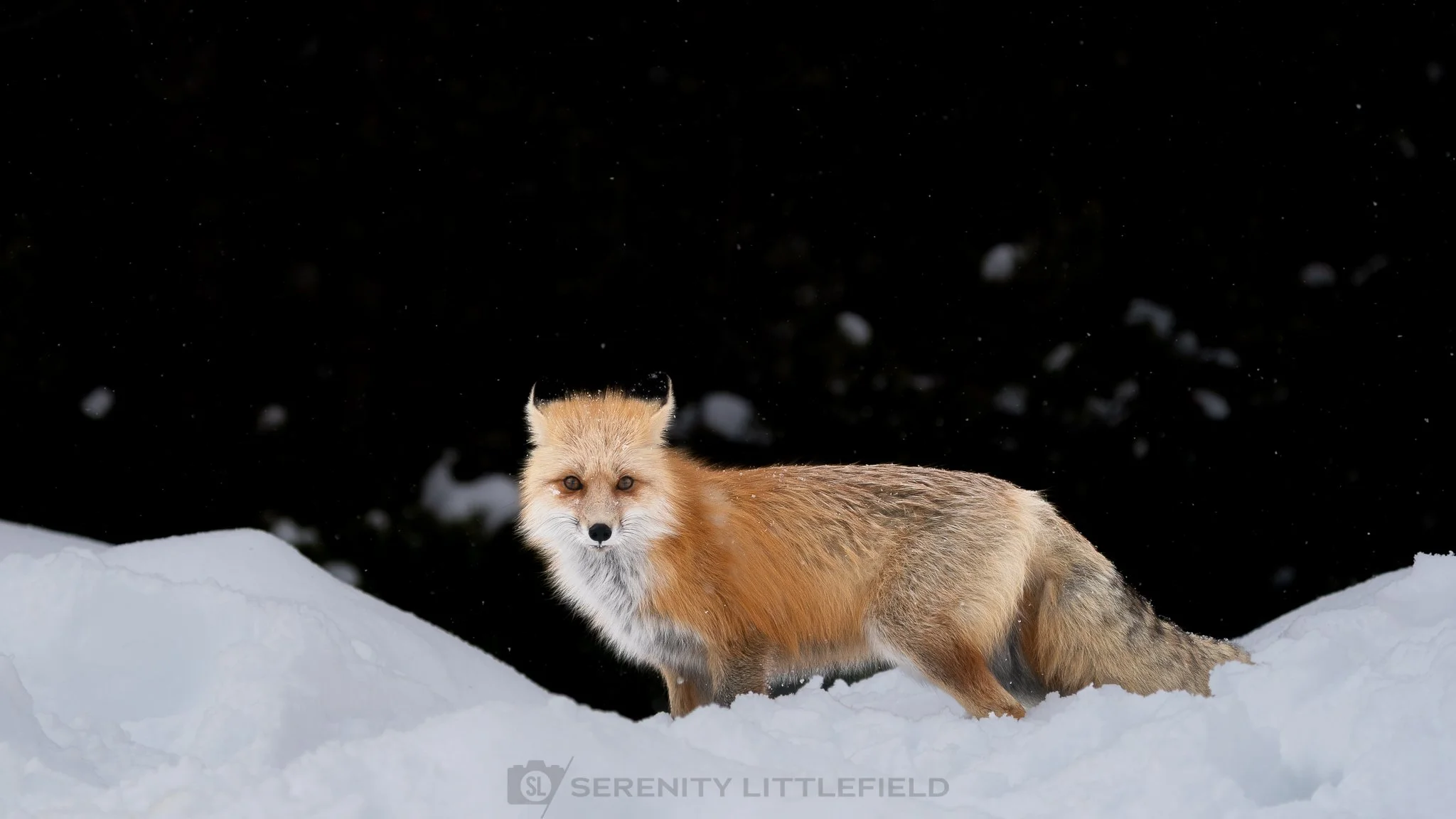 Fox in Yellowstone National Park