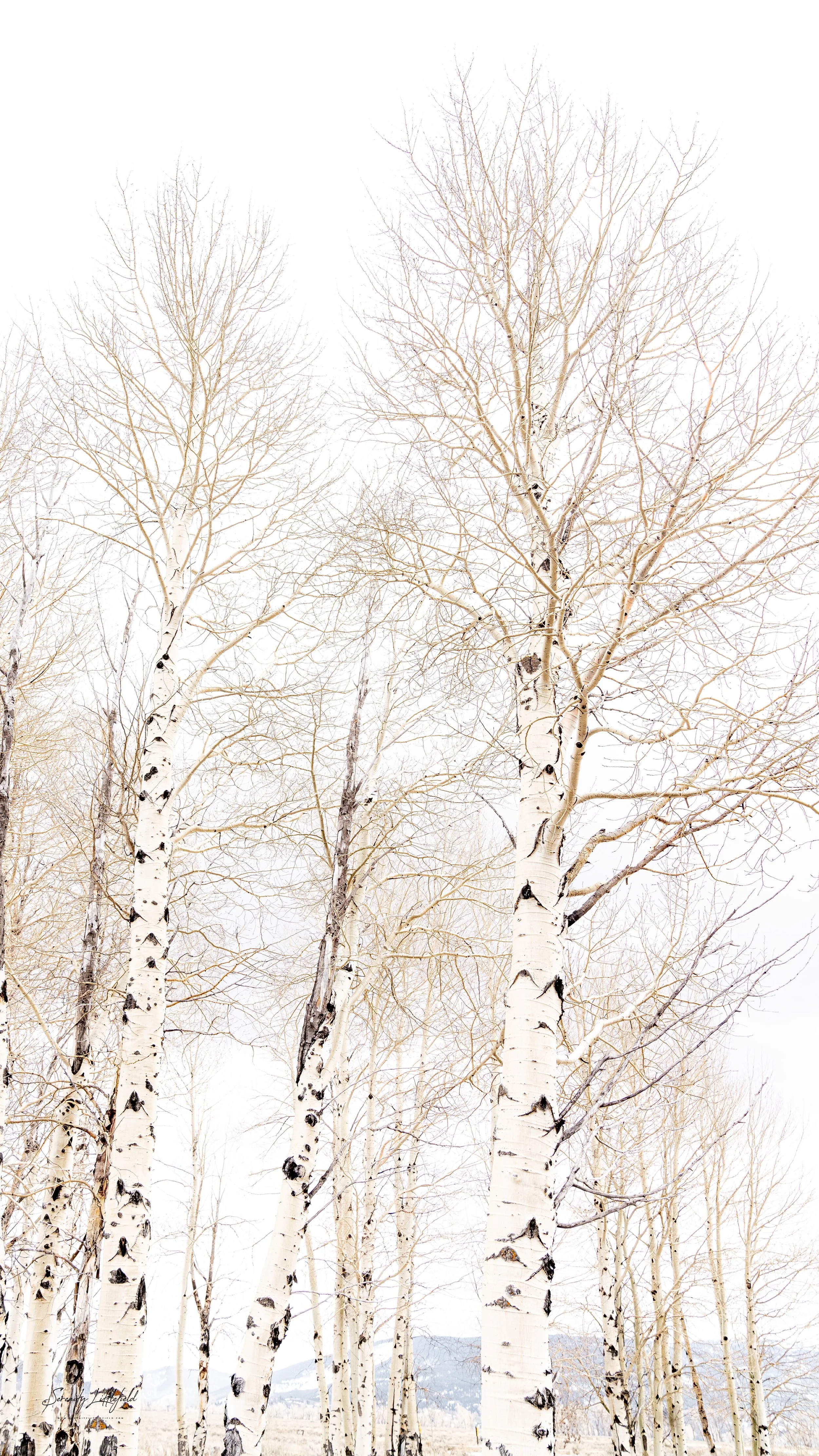 GrandTetonNP_2024_Sony_a7rIV_SLL-07834-Edit.jpg